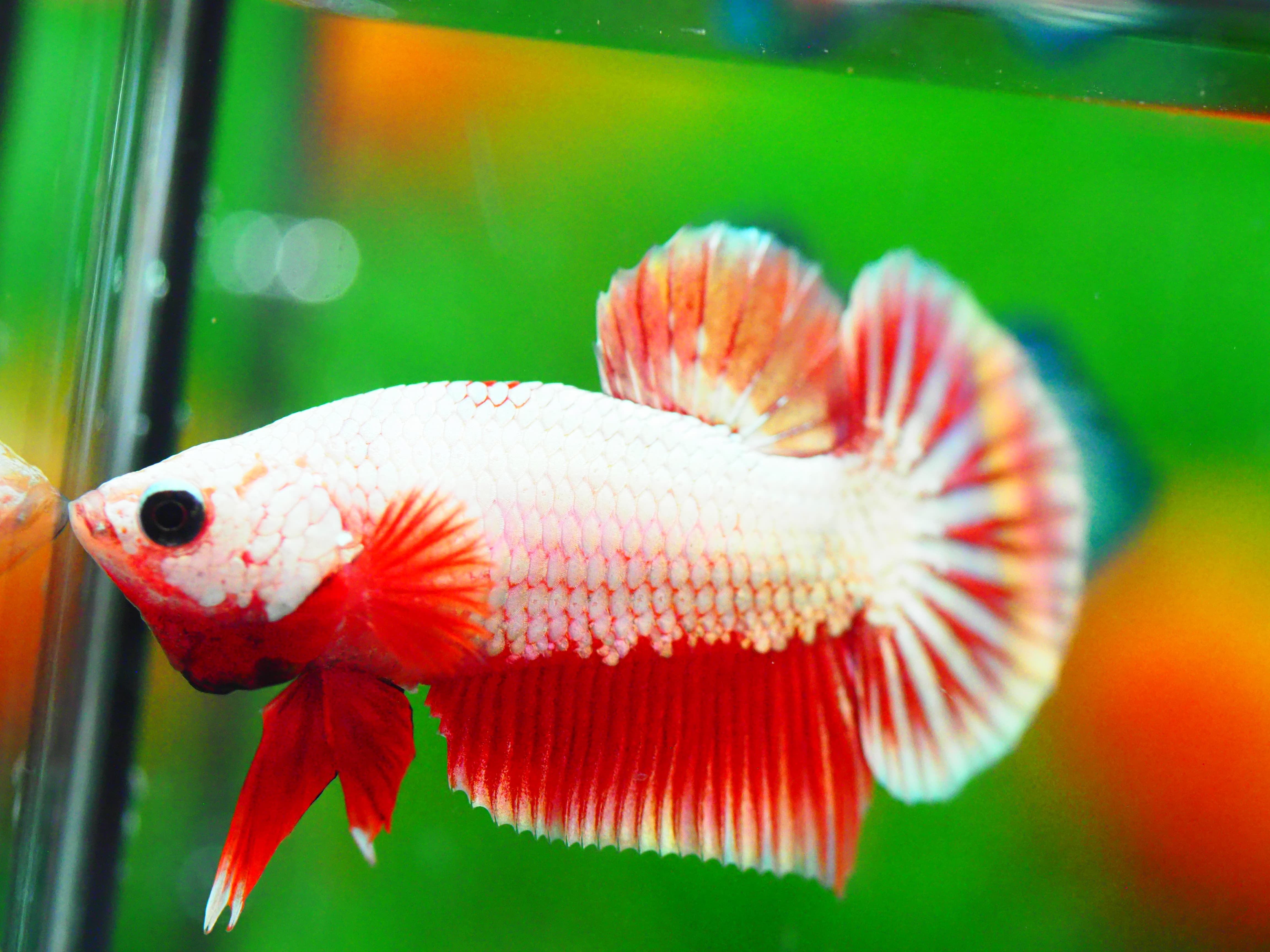 HMPK FANCY MALE GRADE A +++