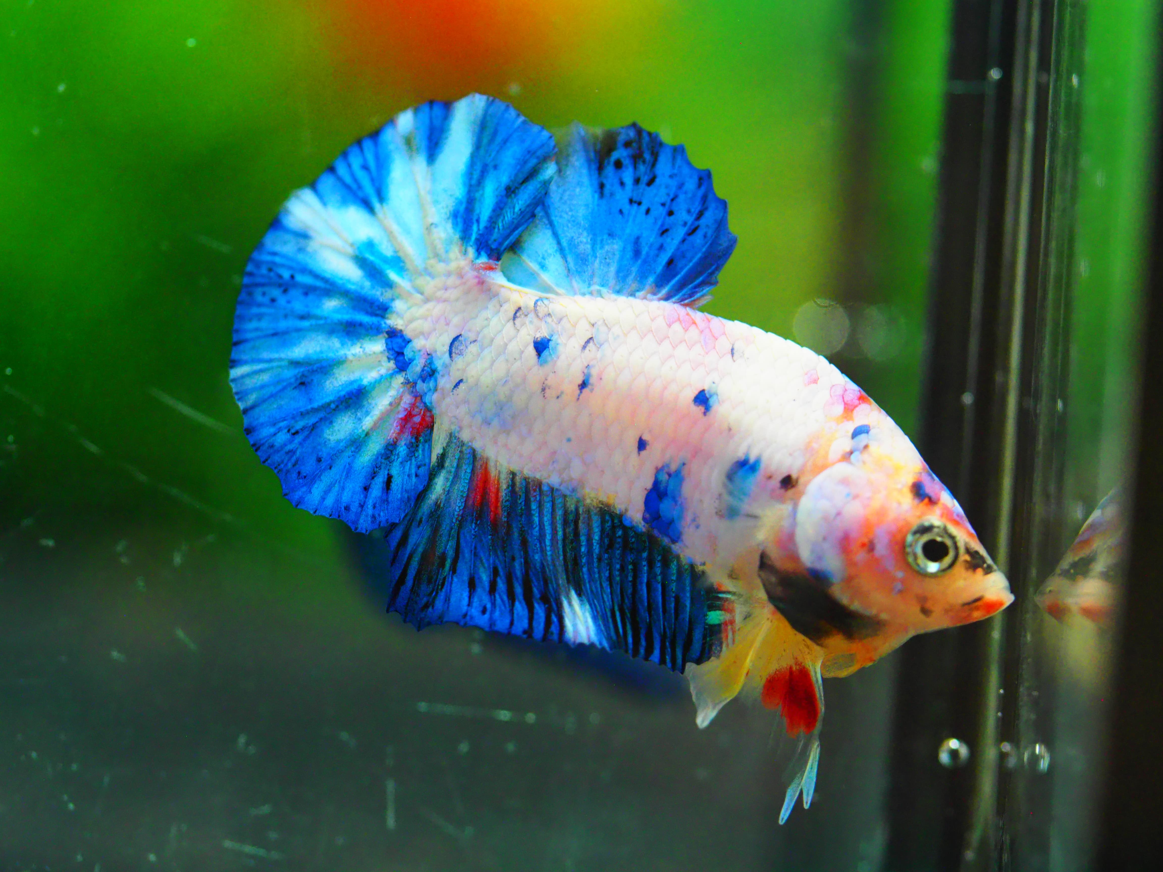 HMPK FANCY MALE GRADE A +++