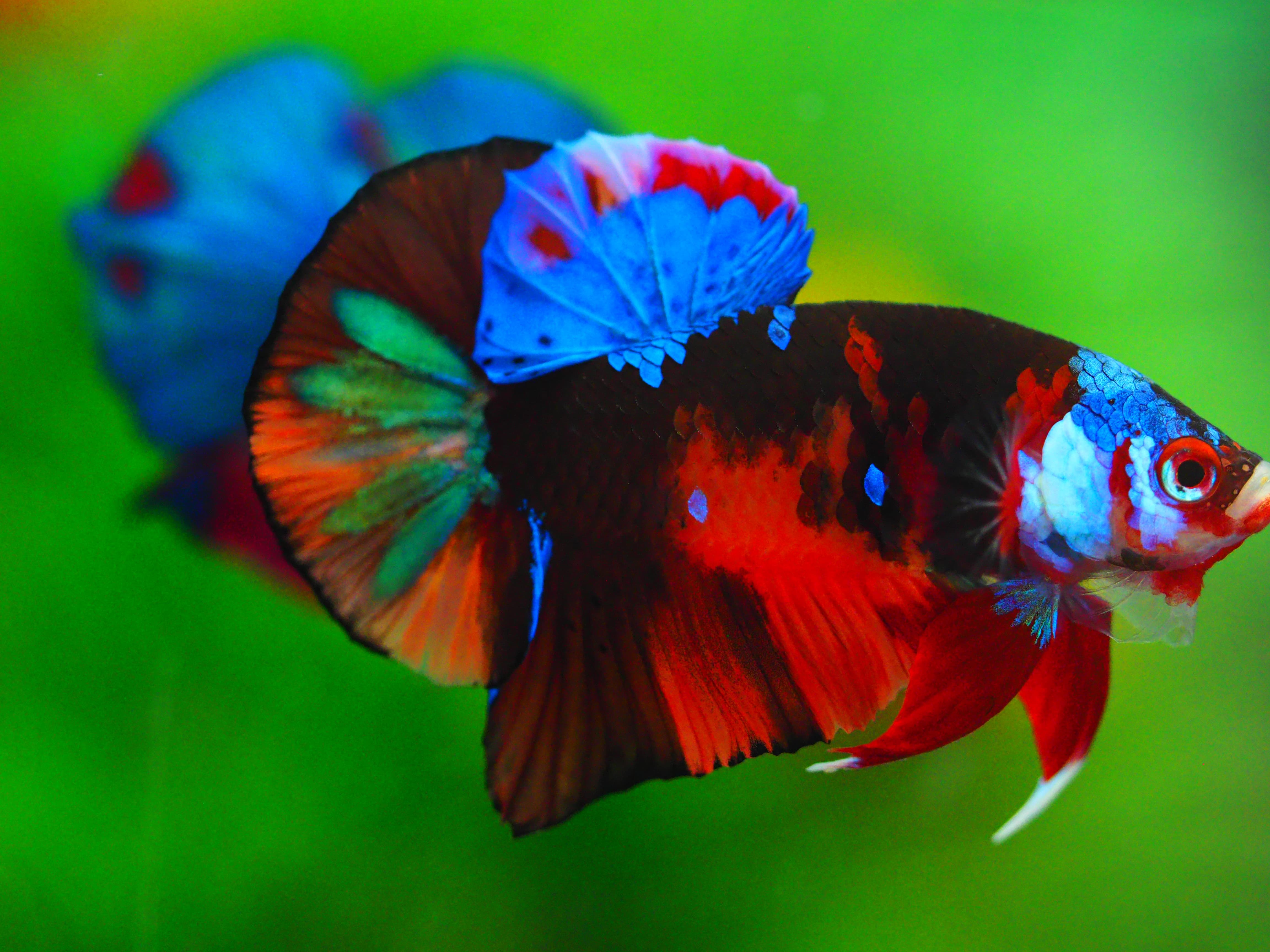 HMPK NEMO GALAXY MALE GRADE A +++