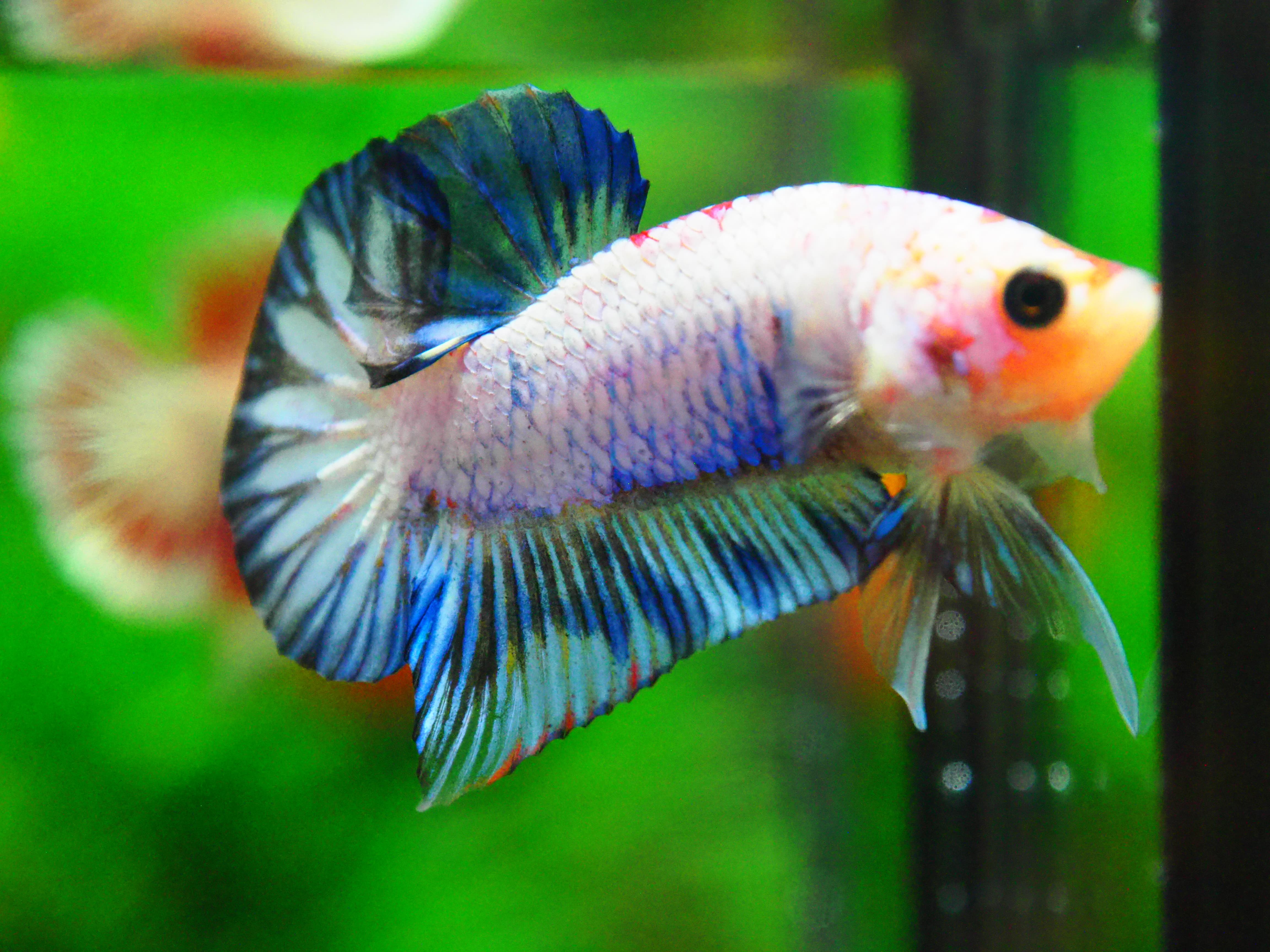 HMPK FANCY MALE GRADE A +++