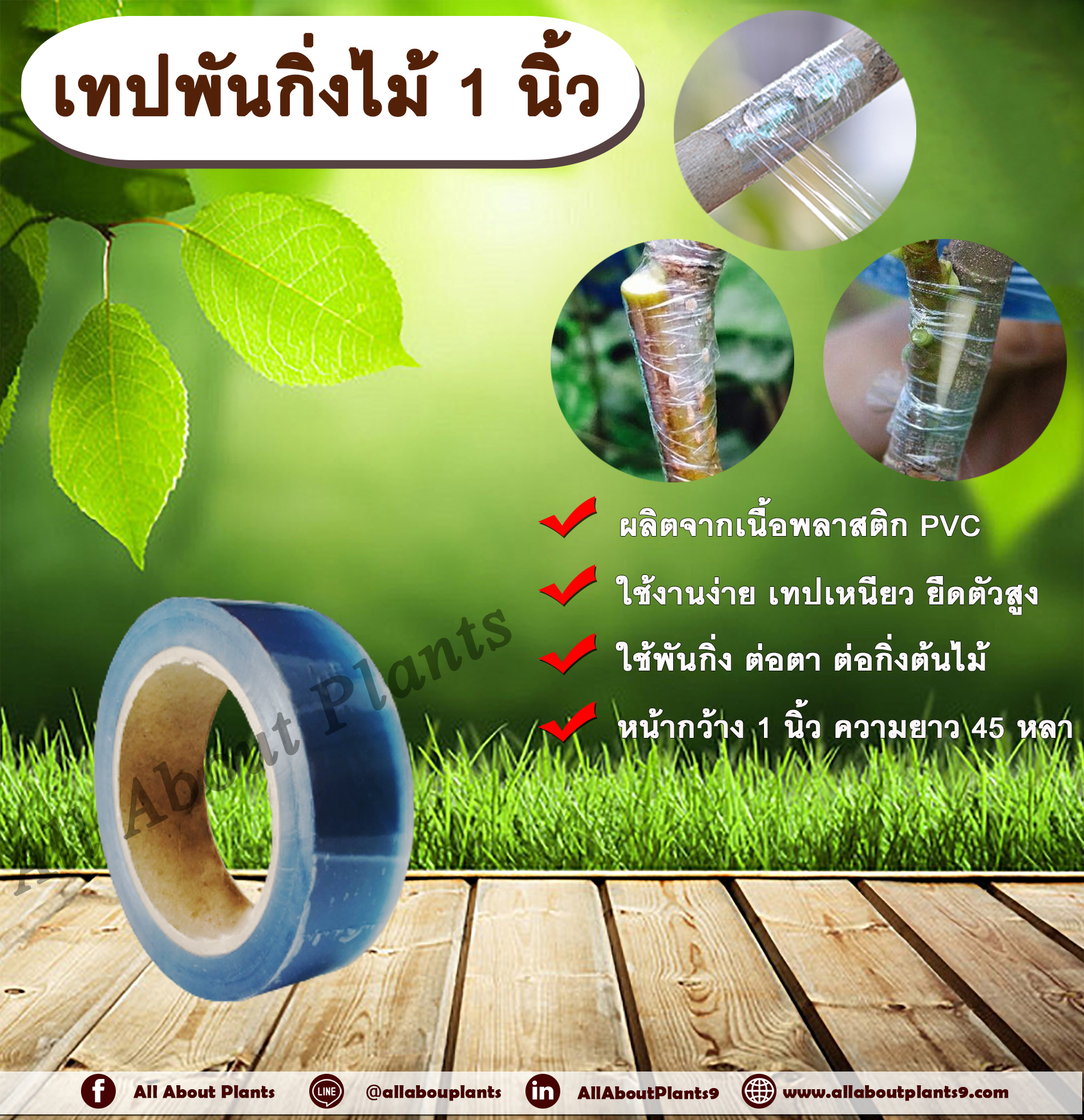 เทปพันกิ่งไม้ 1 นิ้วx45หลา ตราแพนด้า เทปพันกิ่งไม้ เทปติดตา เทปต่อกิ่ง เทปขยายพันธุ์ไม้ เทปใสพันกิ่ง เทปใส ติดตา ต่อกิ่ง ชิ้น