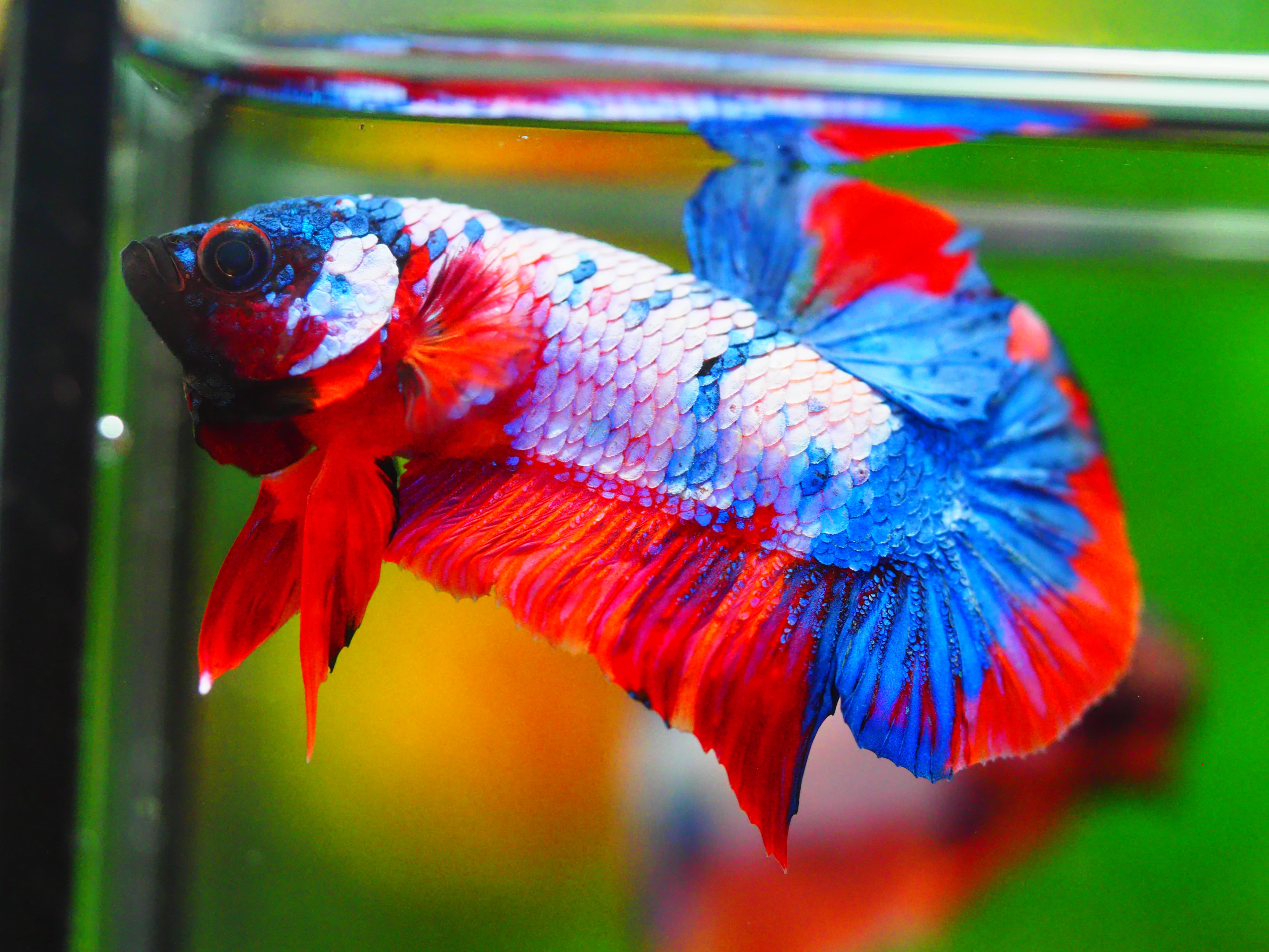 HMPK KOI FANCY MALE GRADE A +++