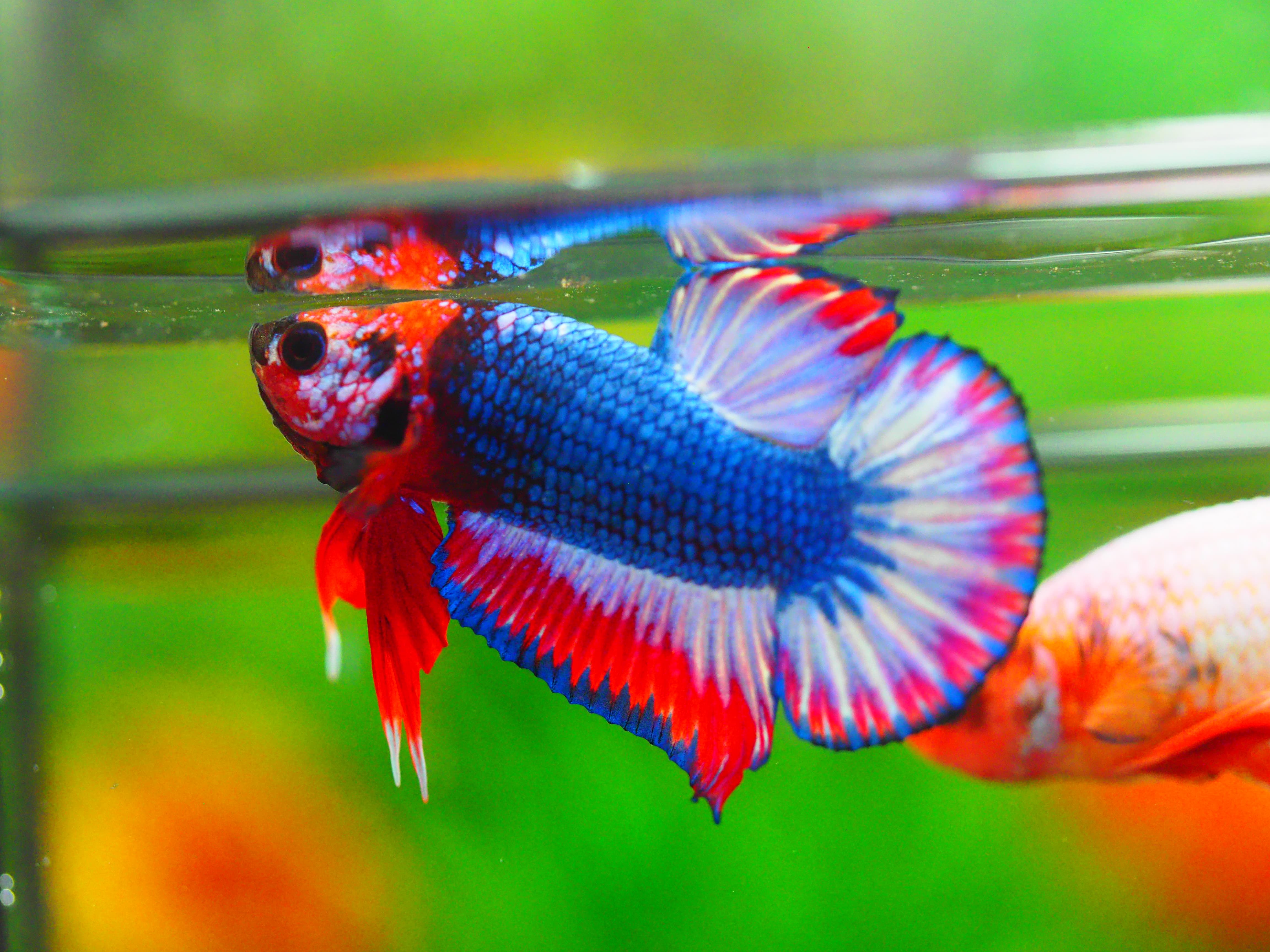 HMPK THAILAND MALE GRADE A +++