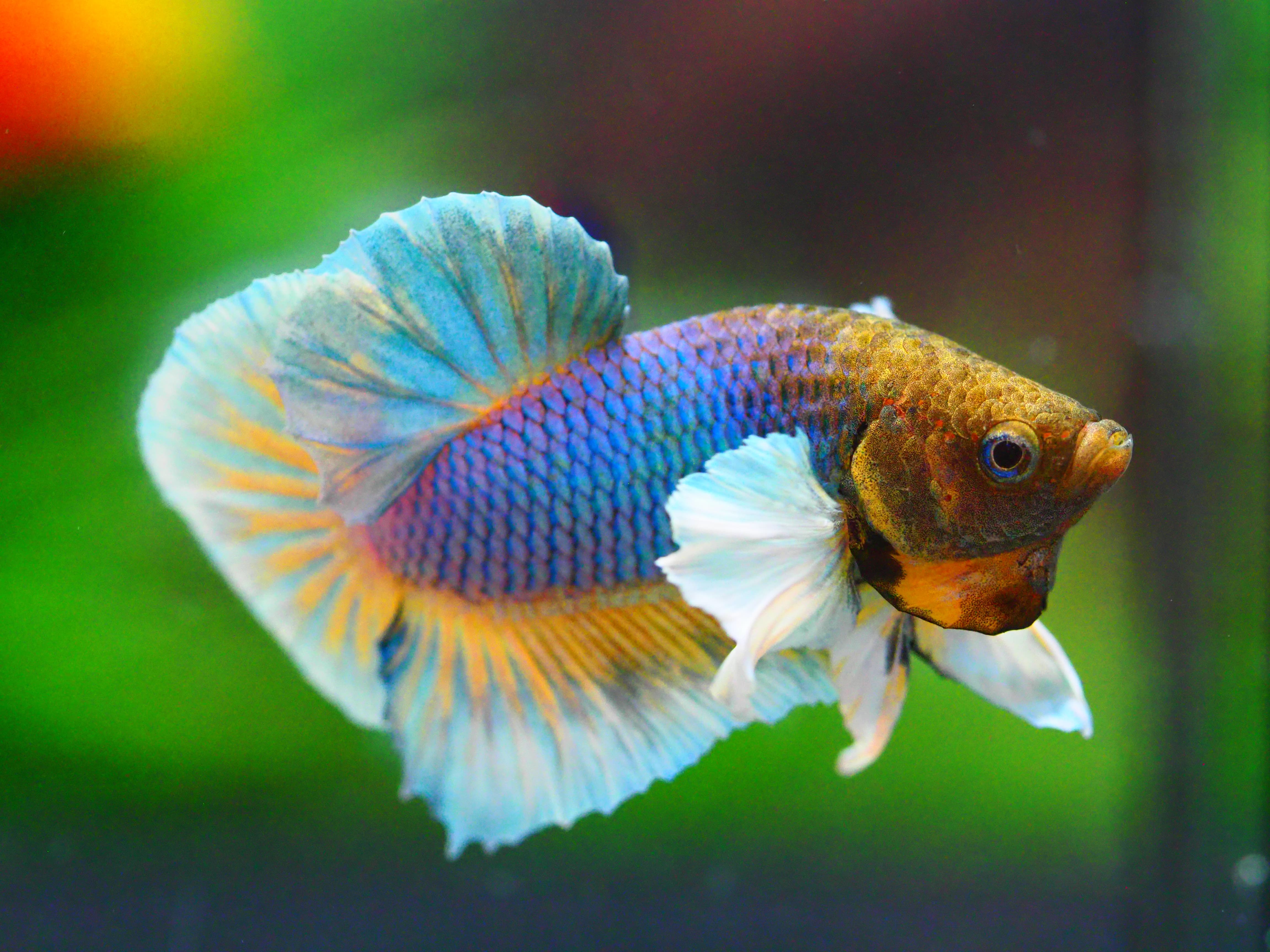 HMPK DUMBO MALE GRADE A +++