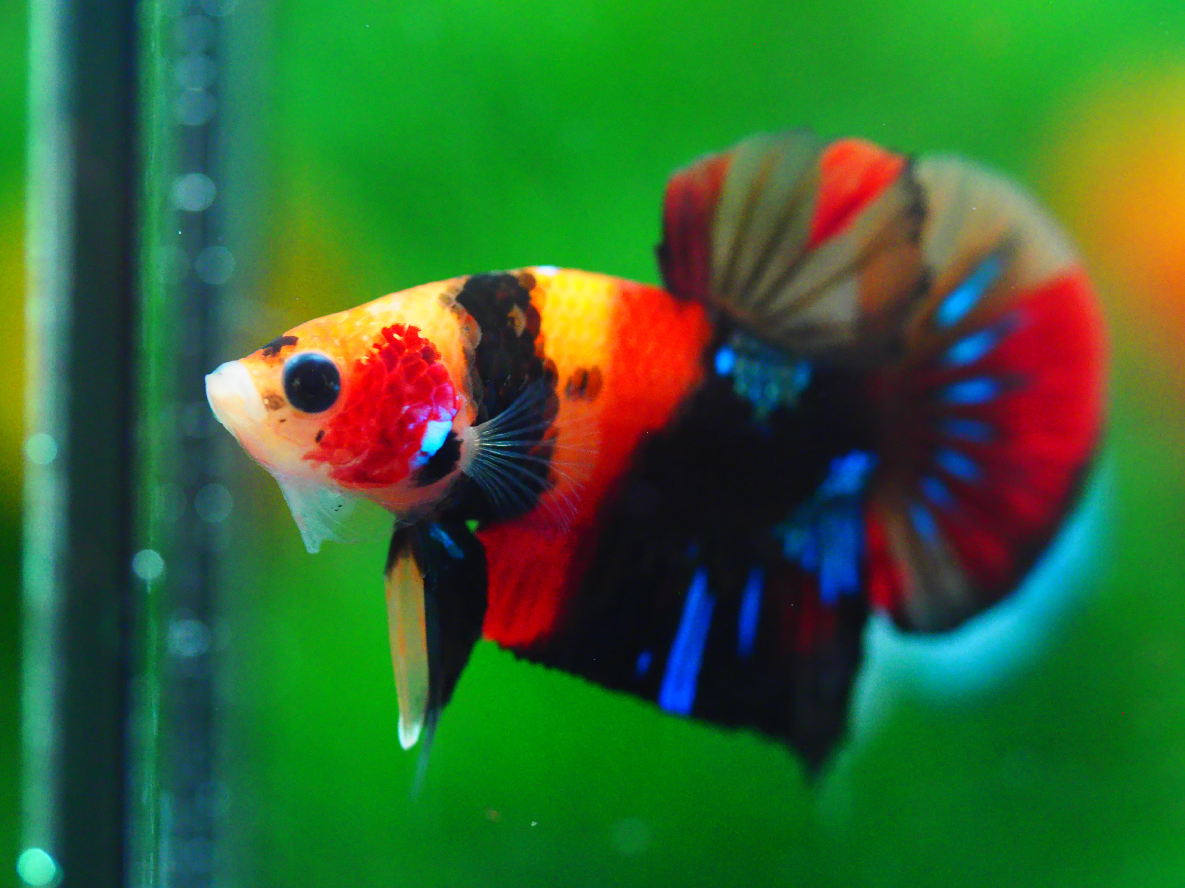 HMPK NEMO GALAXY MALE GRADE A +++