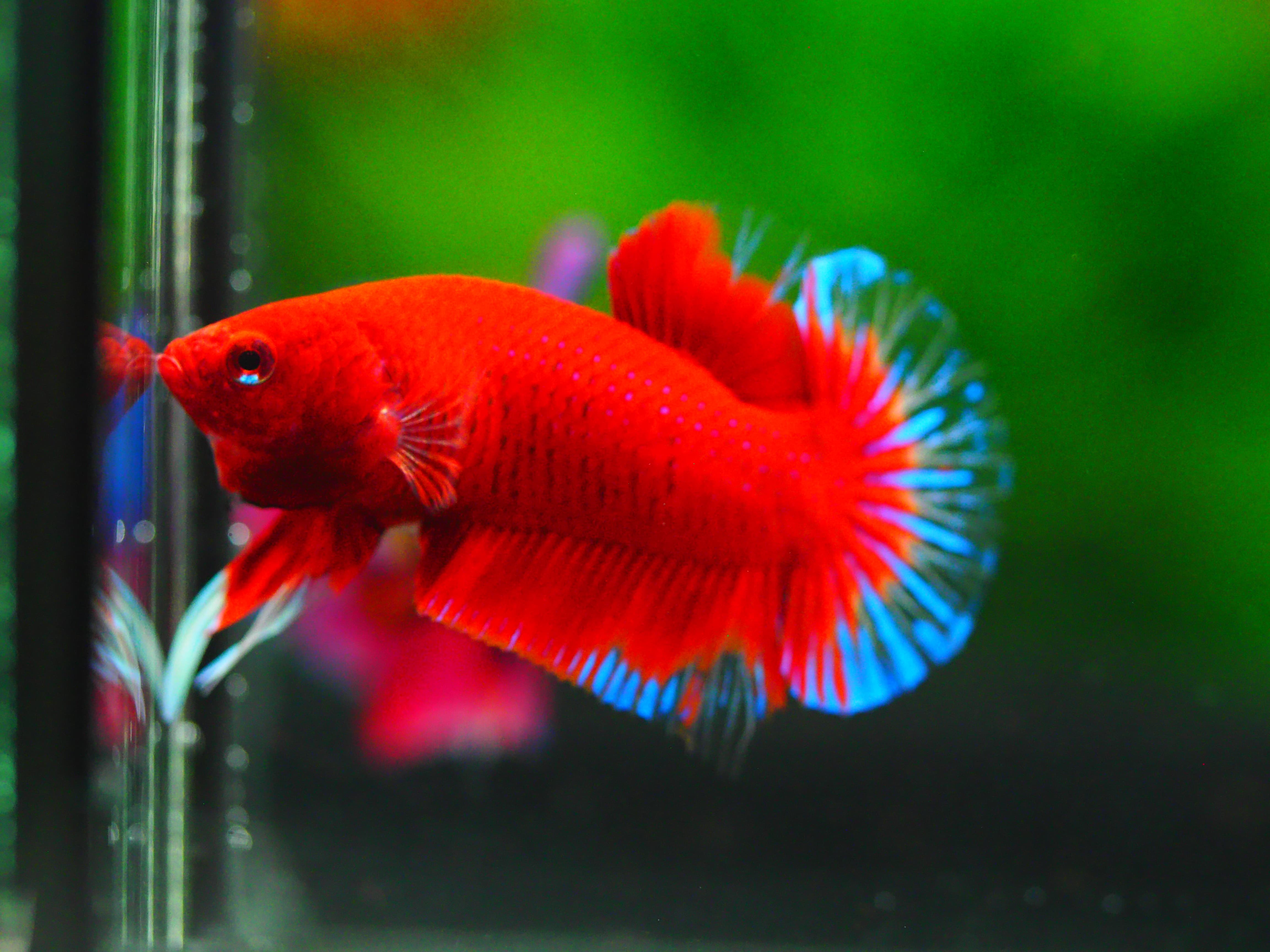 HMPK RED MALE GRADE A +++