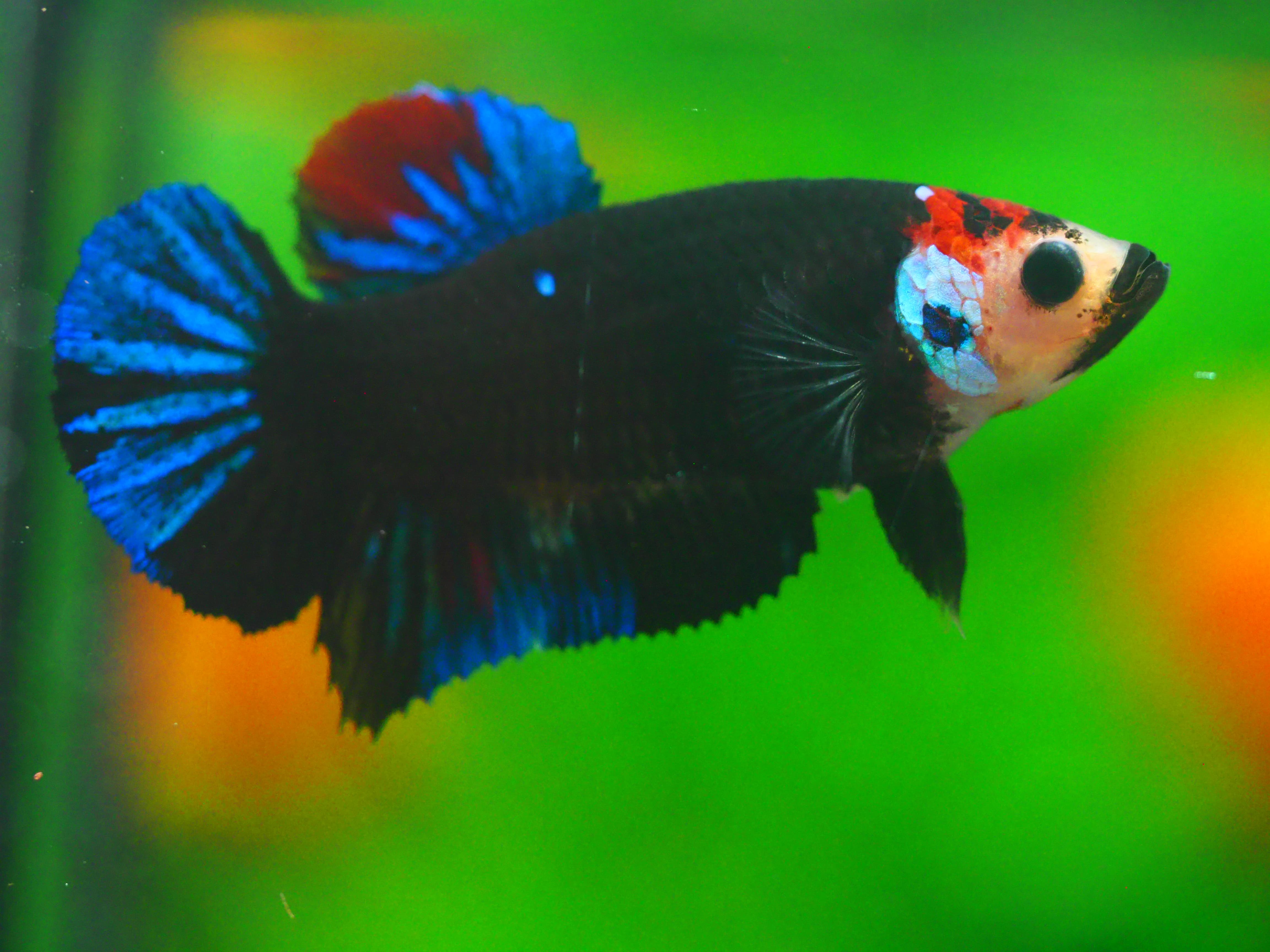 HMPK KOI GALAXY FNMALE GRADE A +++