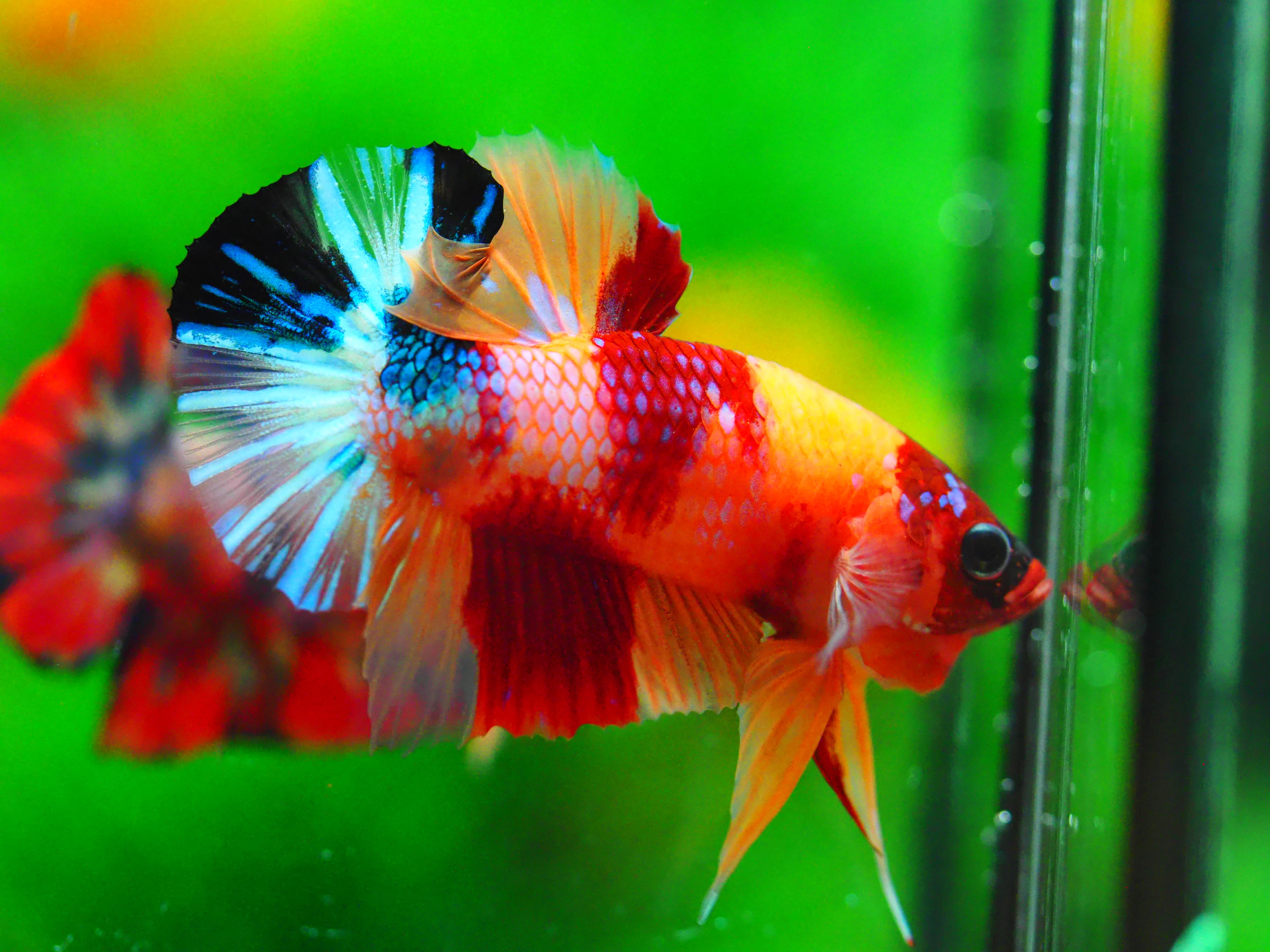 HMPK NEMO GALAXY MALE GRADE A +++