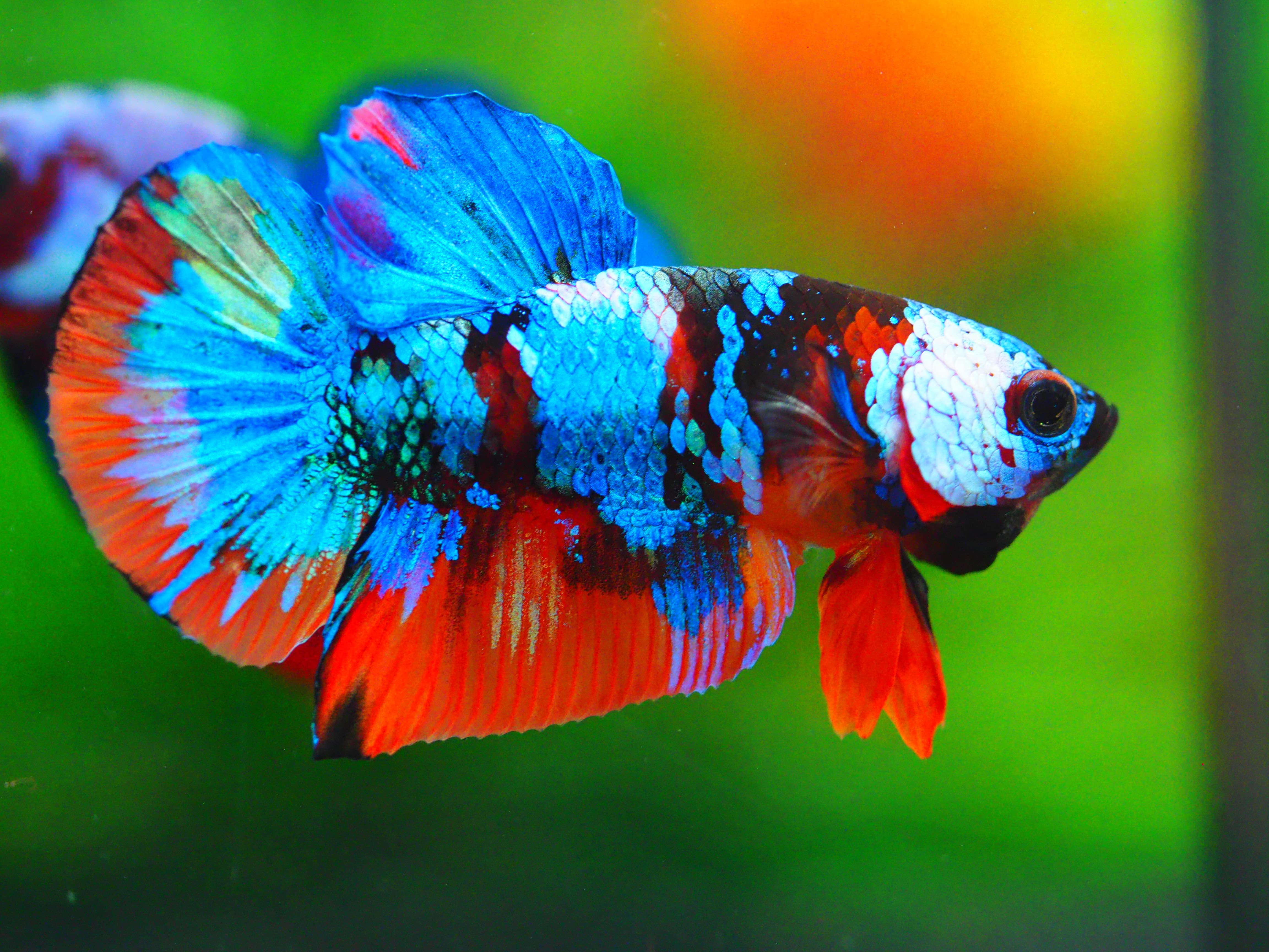 HMPK NEMO GALAXY MALE GRADE A +++