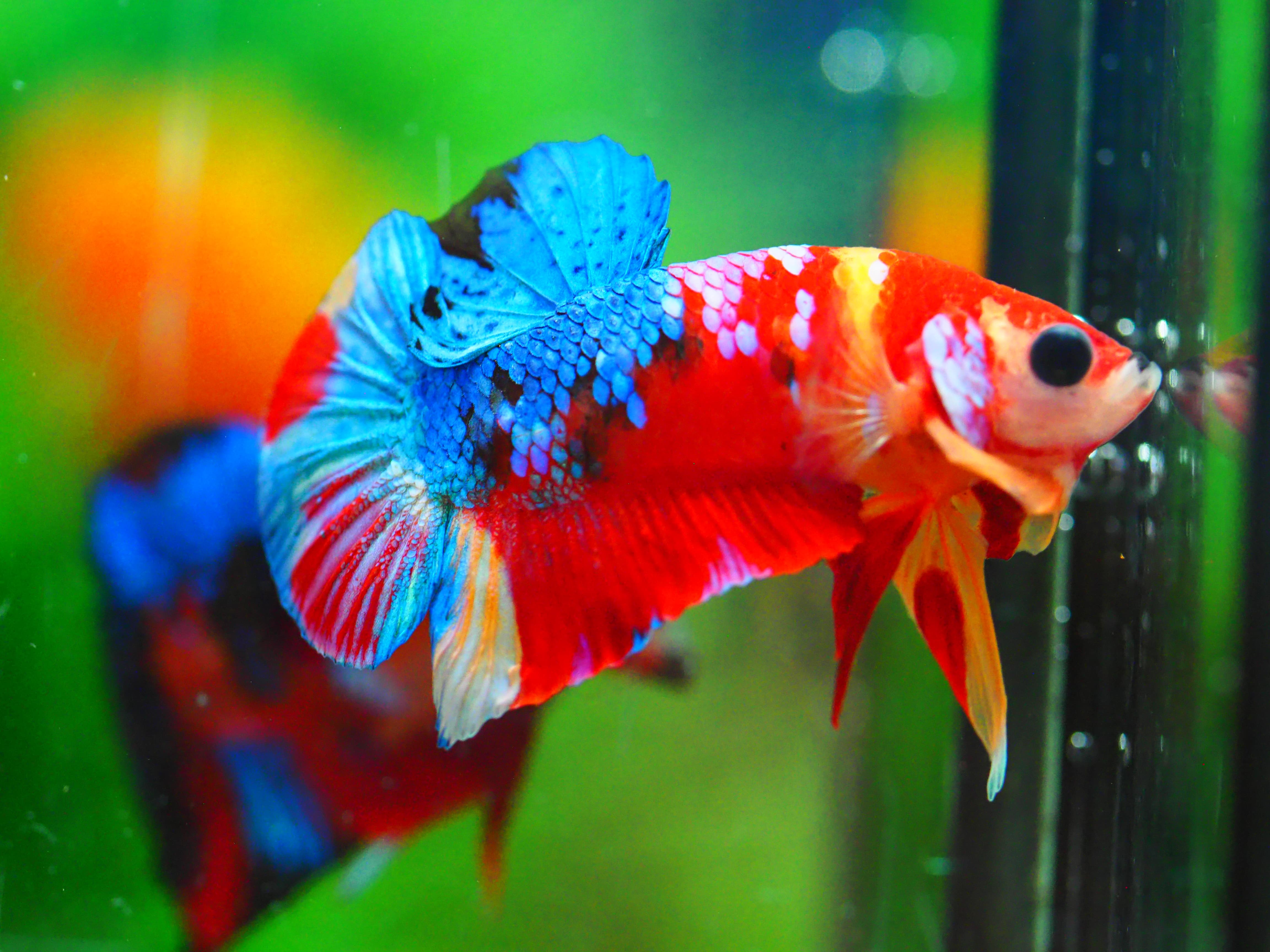 HMPK NEMO GALAXY MALE GRADE A +++