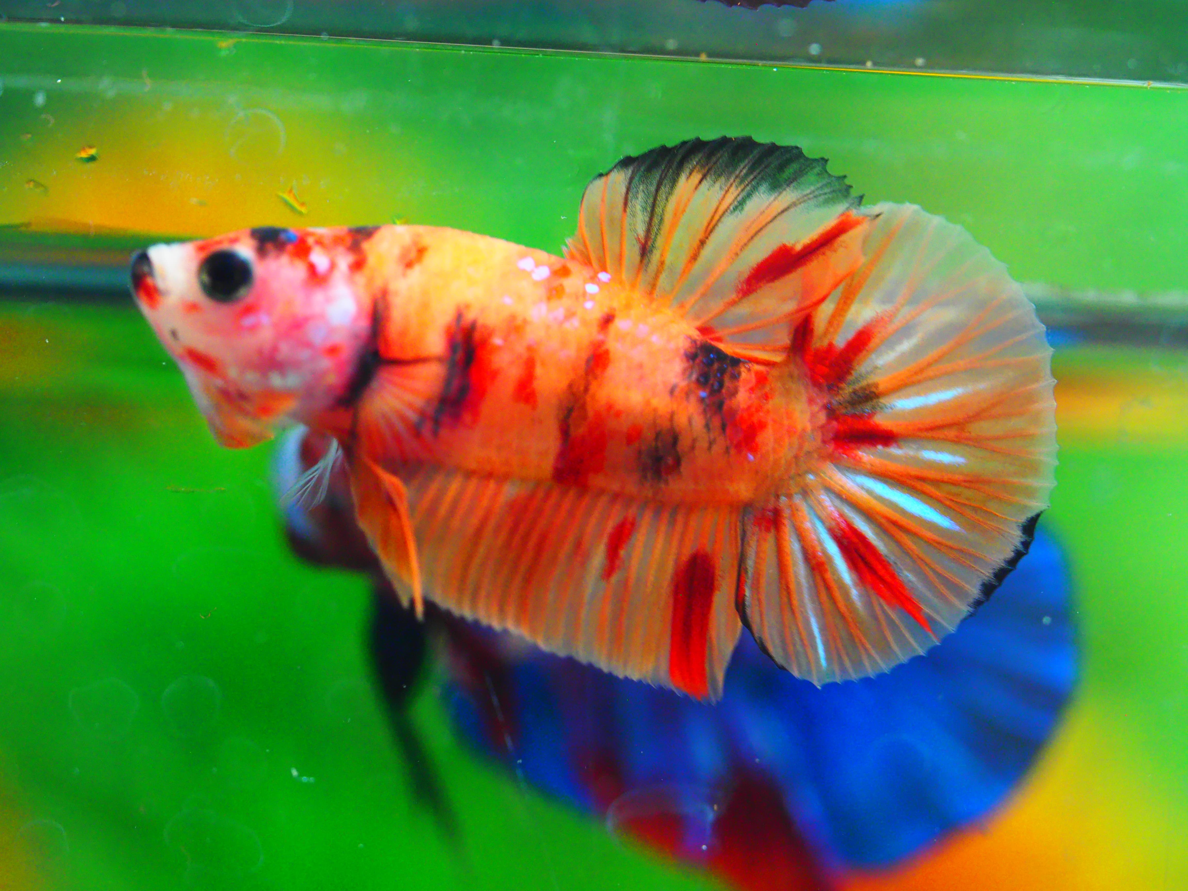 HMPK NEMO MALE GRADE A +++