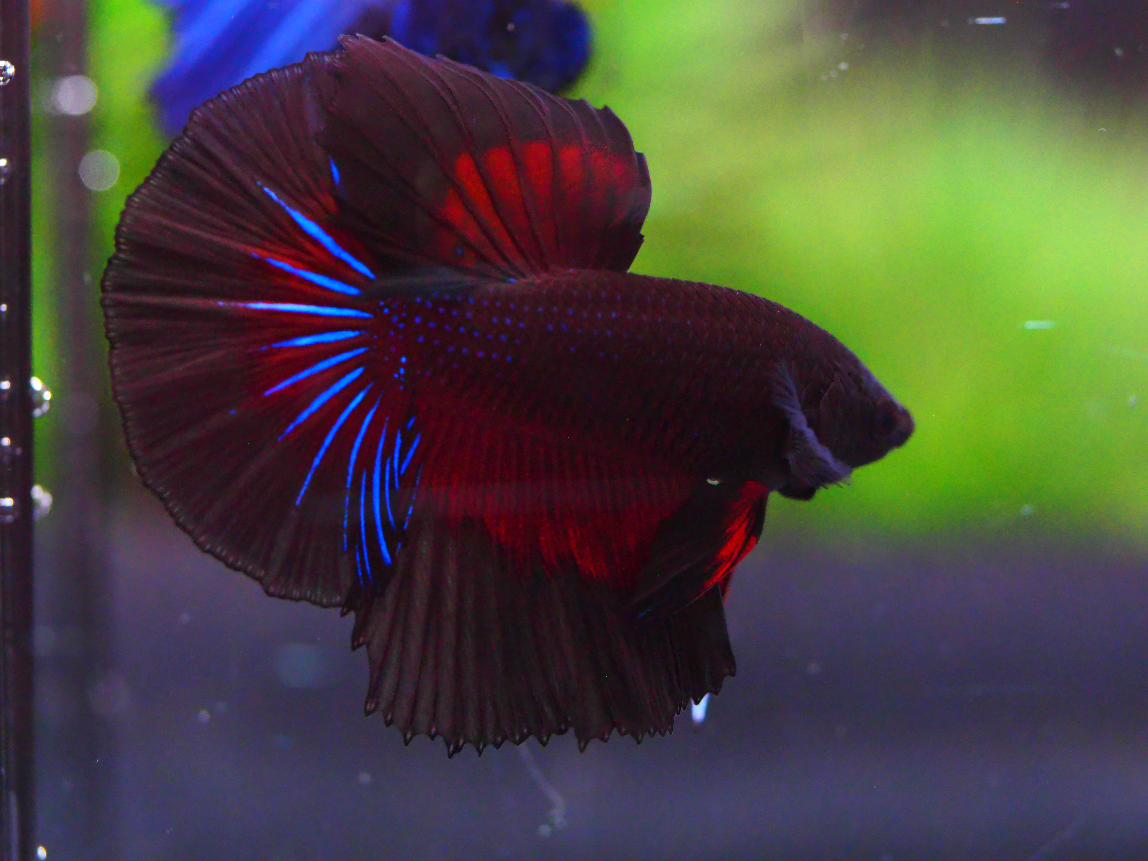 HM FANCY MALE GRADE A +++