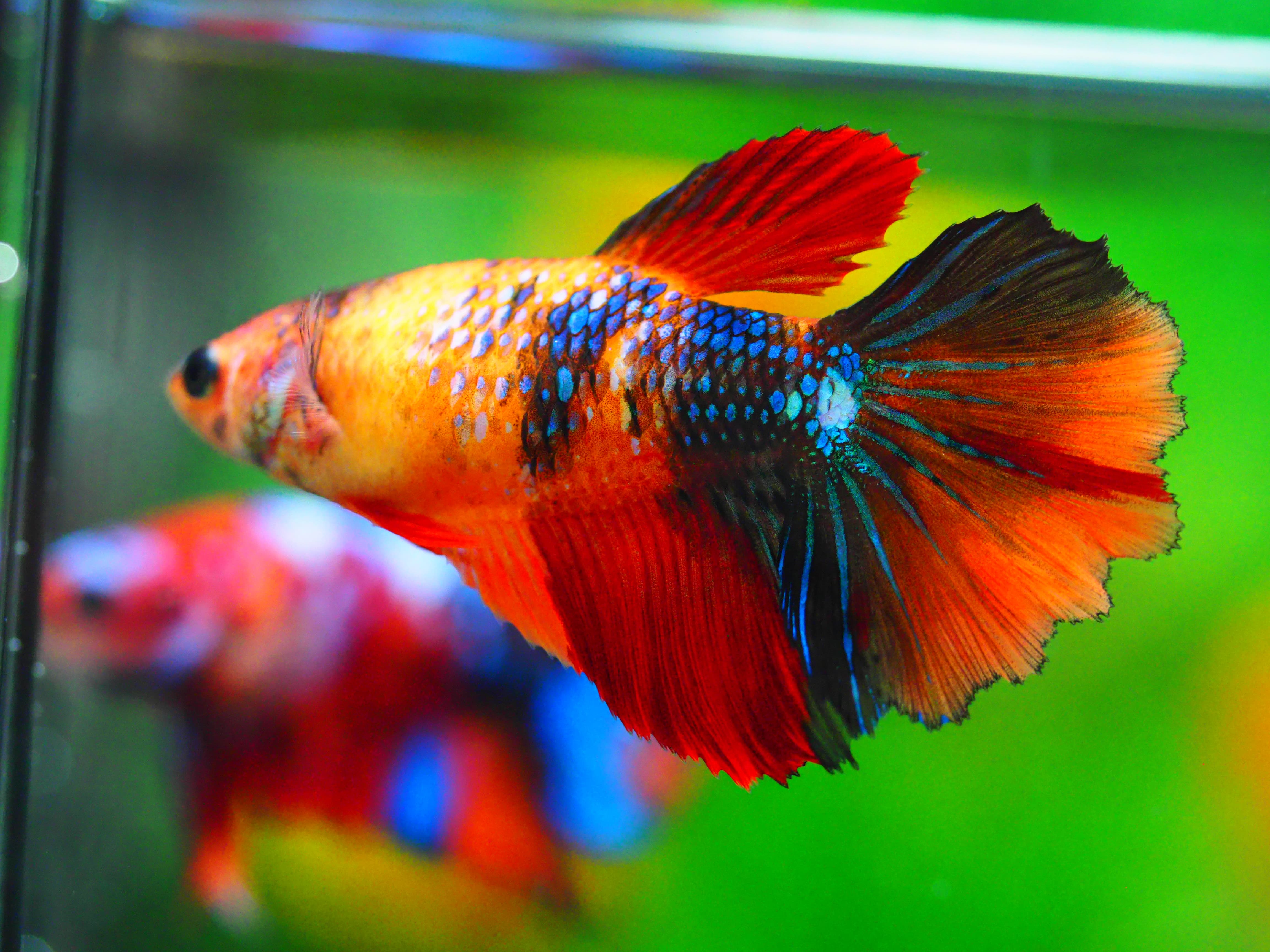 HM NEMO GALAXY FNMALE GRADE A +++