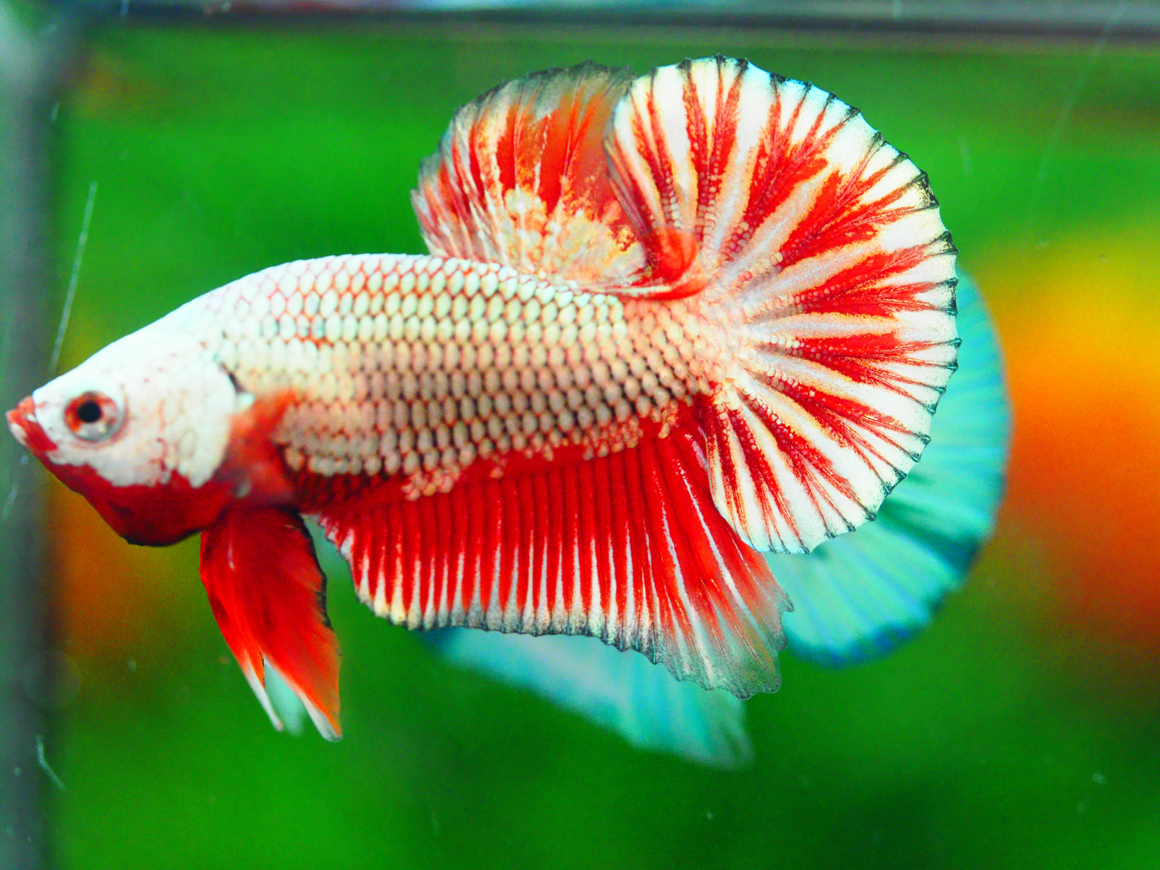 HMPK COPPER RED MALE GRADE A +++
