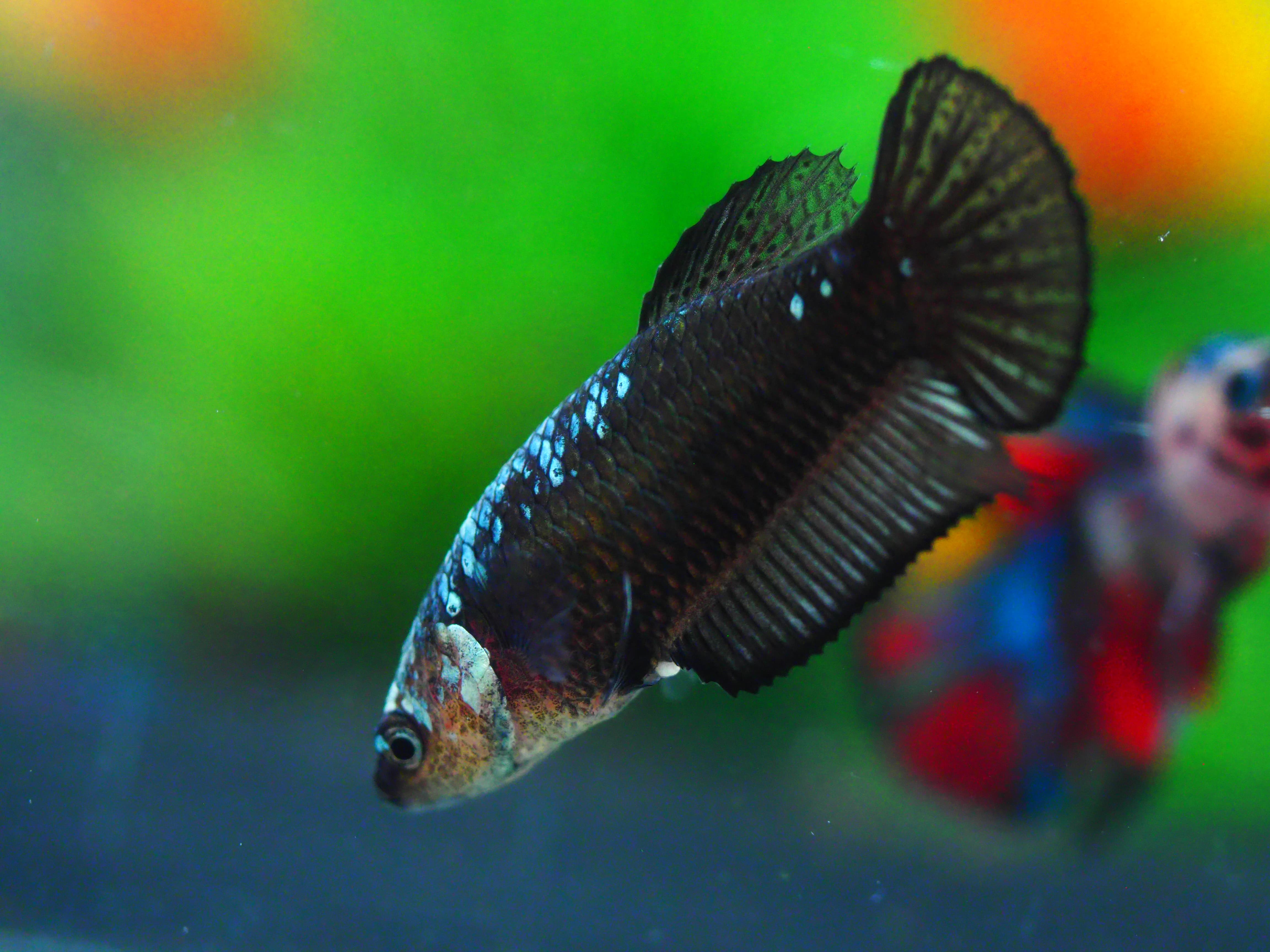 HMP BLACK SAMURAI FN MALE GRADE A +++