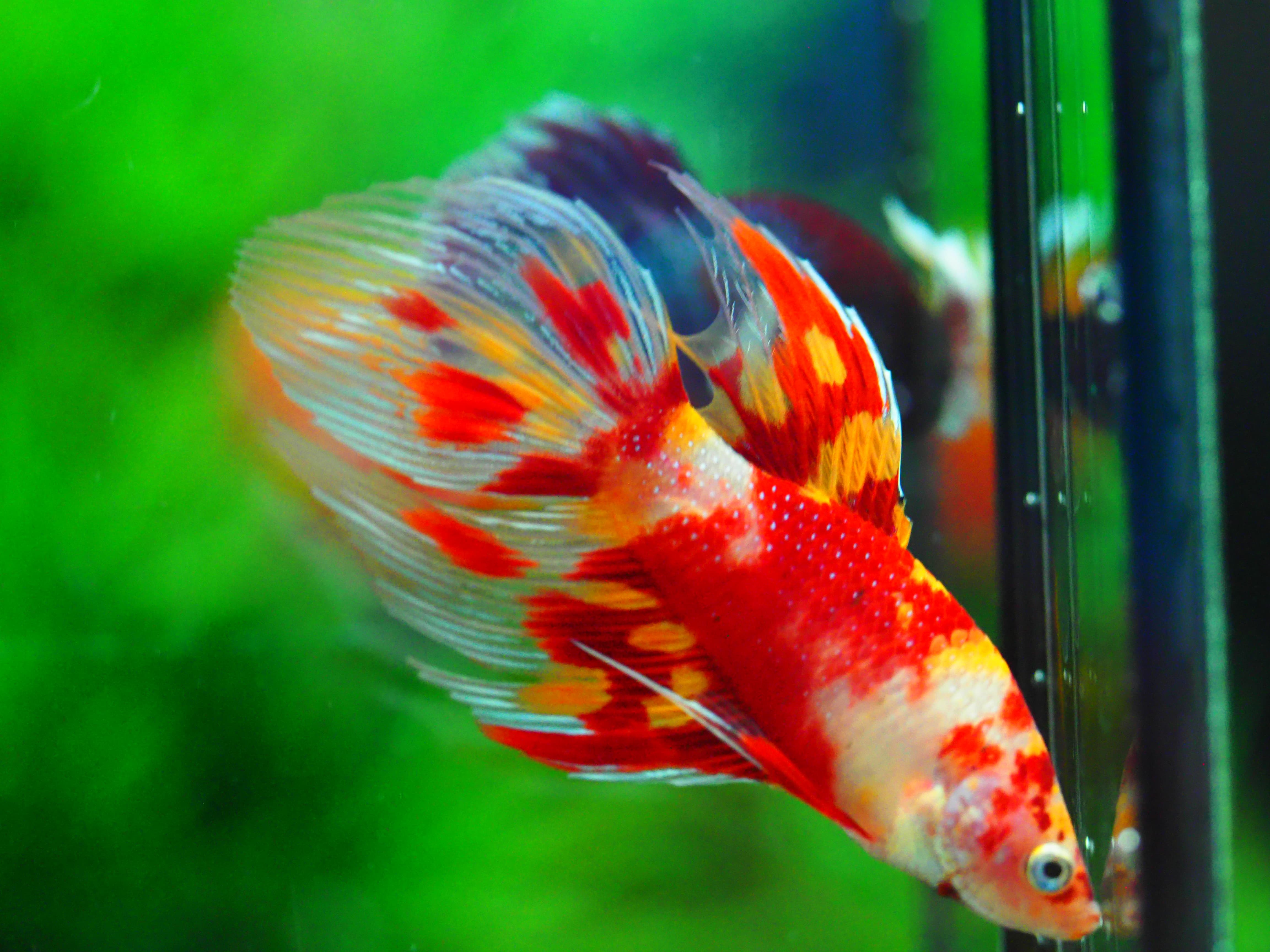 VT NEMO MALE GRADE A +++