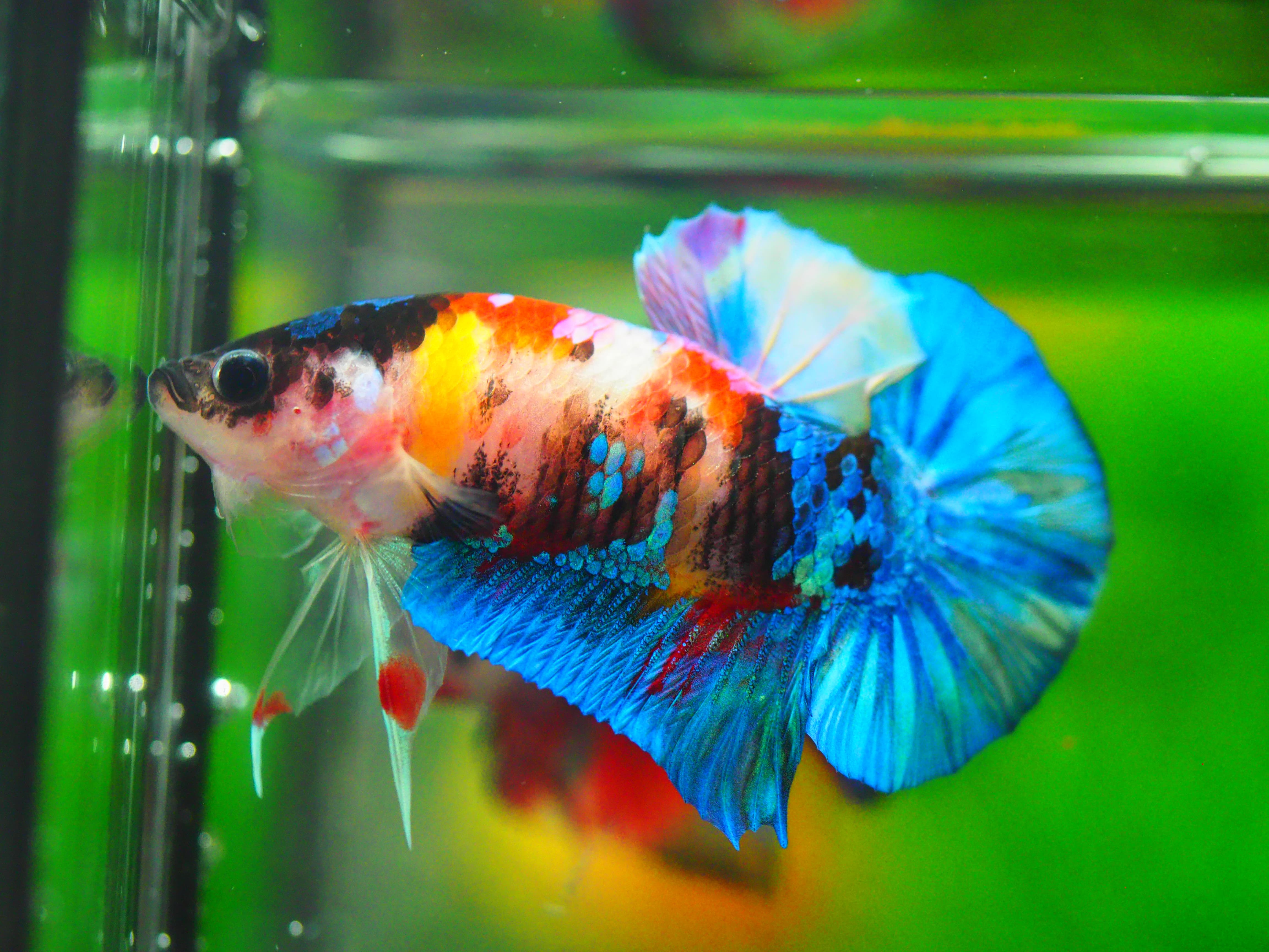 HMPK KOI GALAXY MALE GRADE A +++