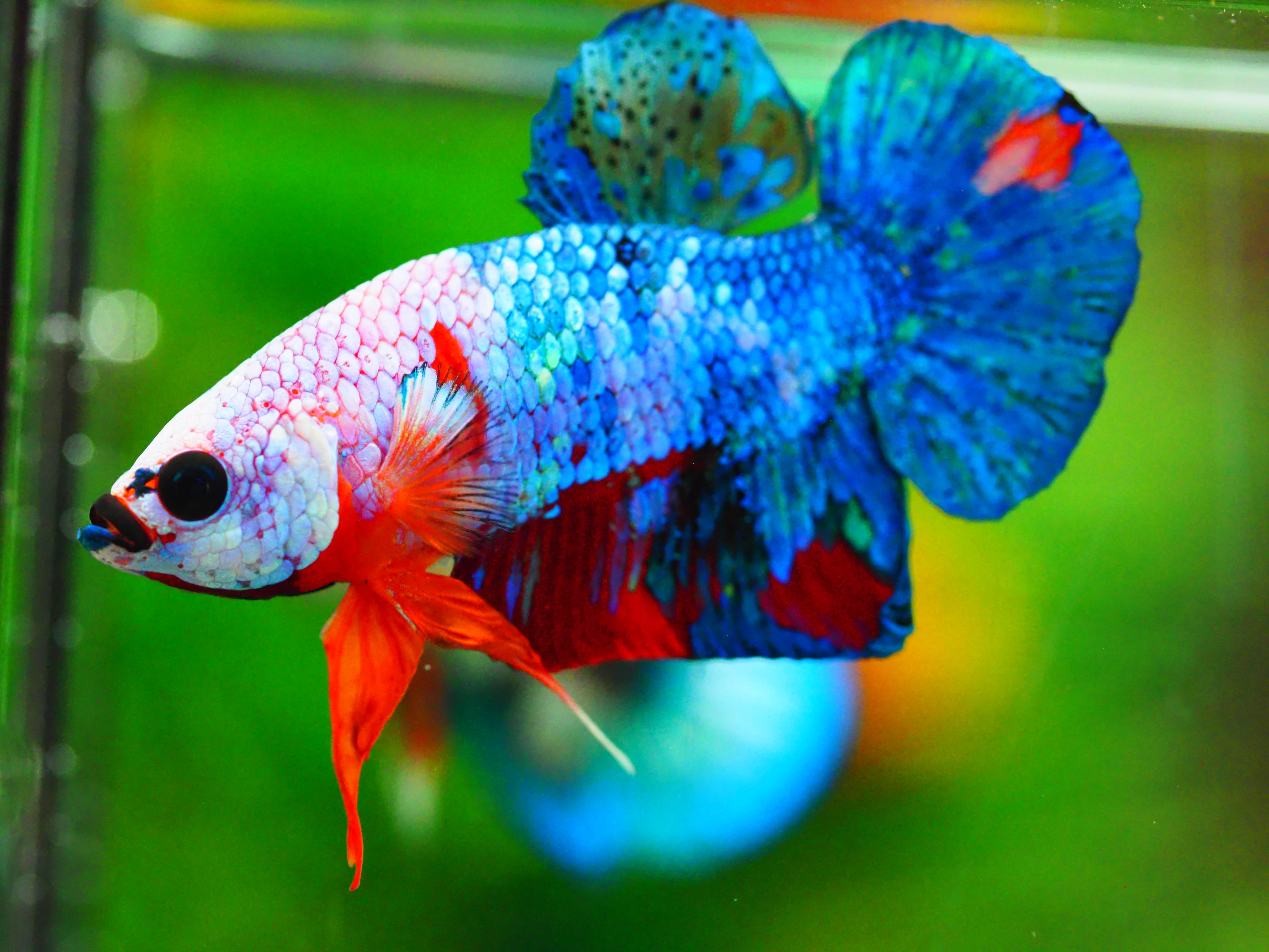 HMPK KOI GALAXY MALE GRADE A +++