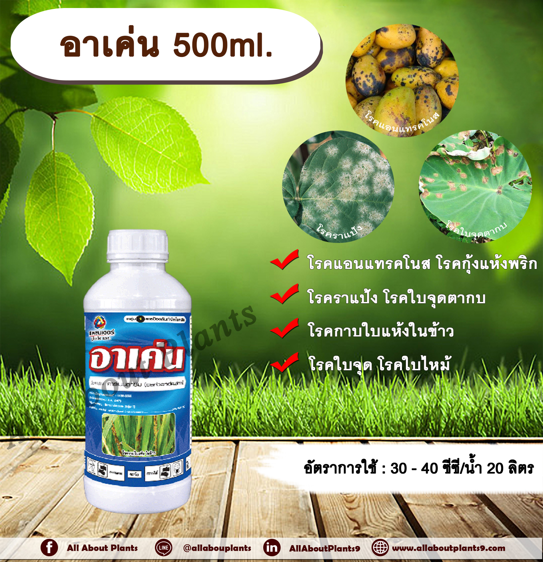 อาเค่น 500ml. คาร์เบนดาซิม สารป้องกันและกำจัดเชื้อรา แบบดูดซึม โรคราแป้ง โรคแอนแทรกโนส โรคกุ้งแห้งพริก โรคใบไหม้ โรคใบจุด โรคใบจุดตากบ โรคกาบใบแห้งในข้าว โรคพืช เชื้อรา กำจัดโรคพืช allaboutplants ชิ้น