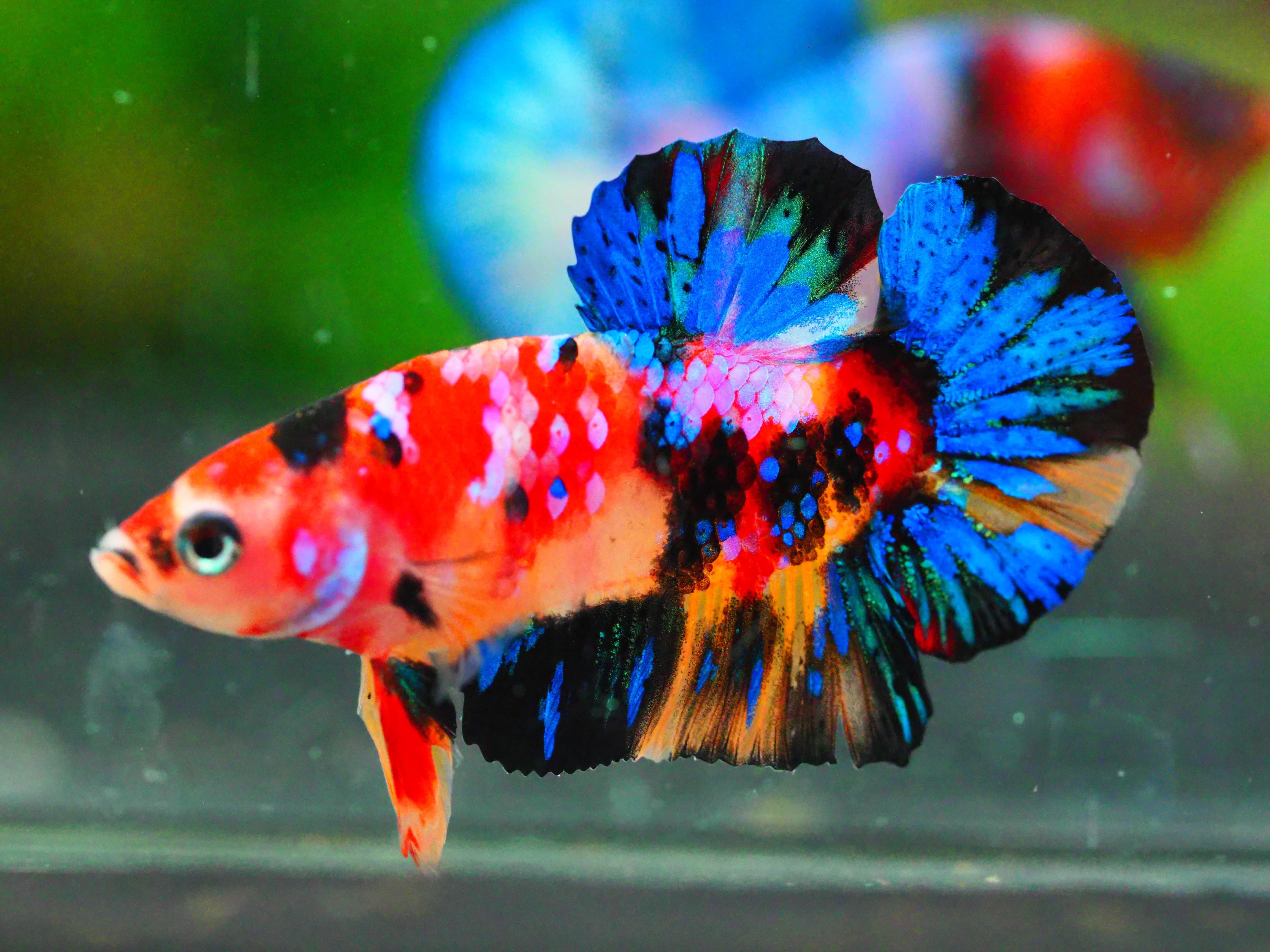 HMPK NEMO GALAXY MALE GRADE A +++