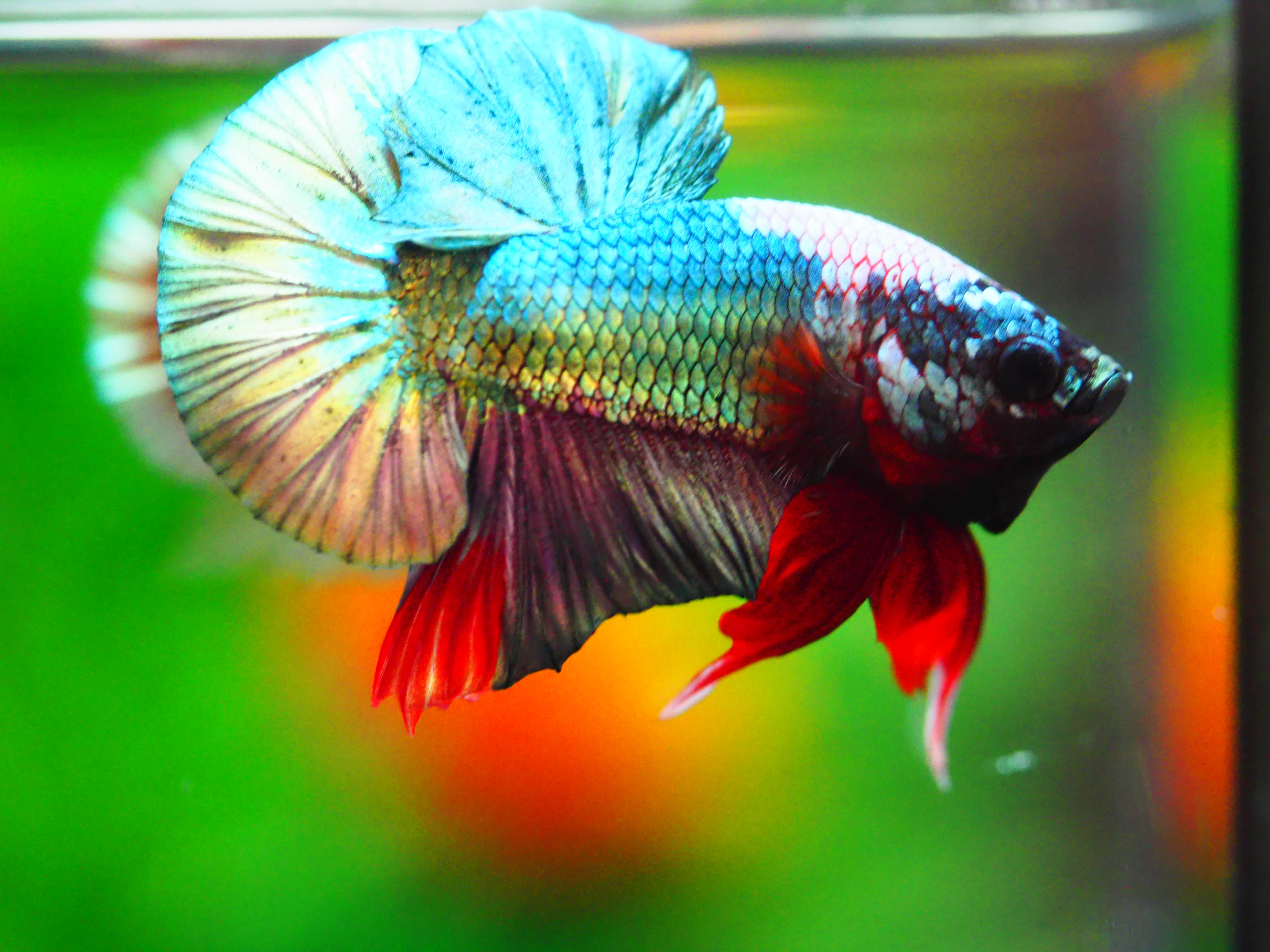 HMPK COPPER FANCY MALE GRADE A +++