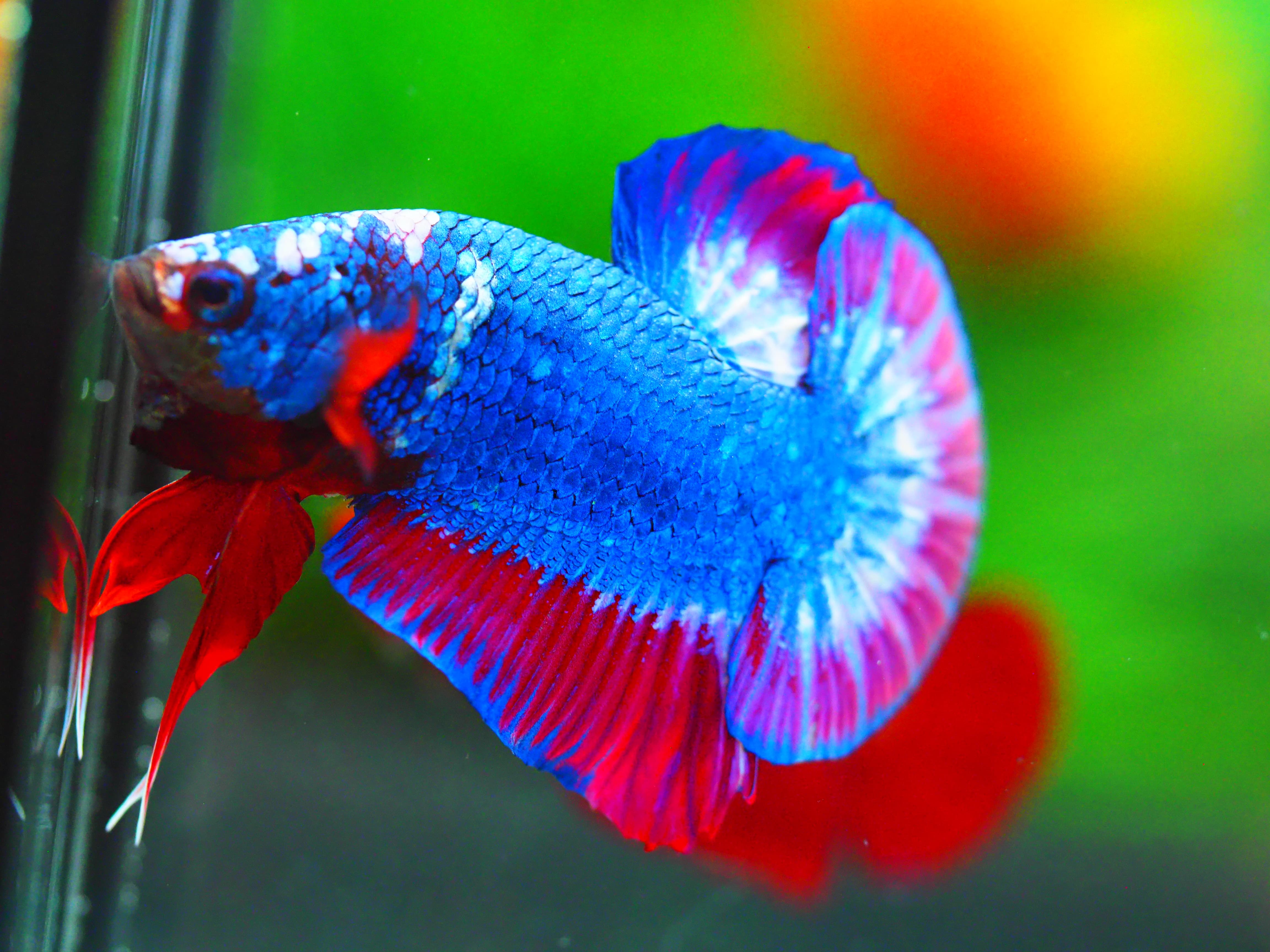 HMPK FANCY MALE GRADE A +++