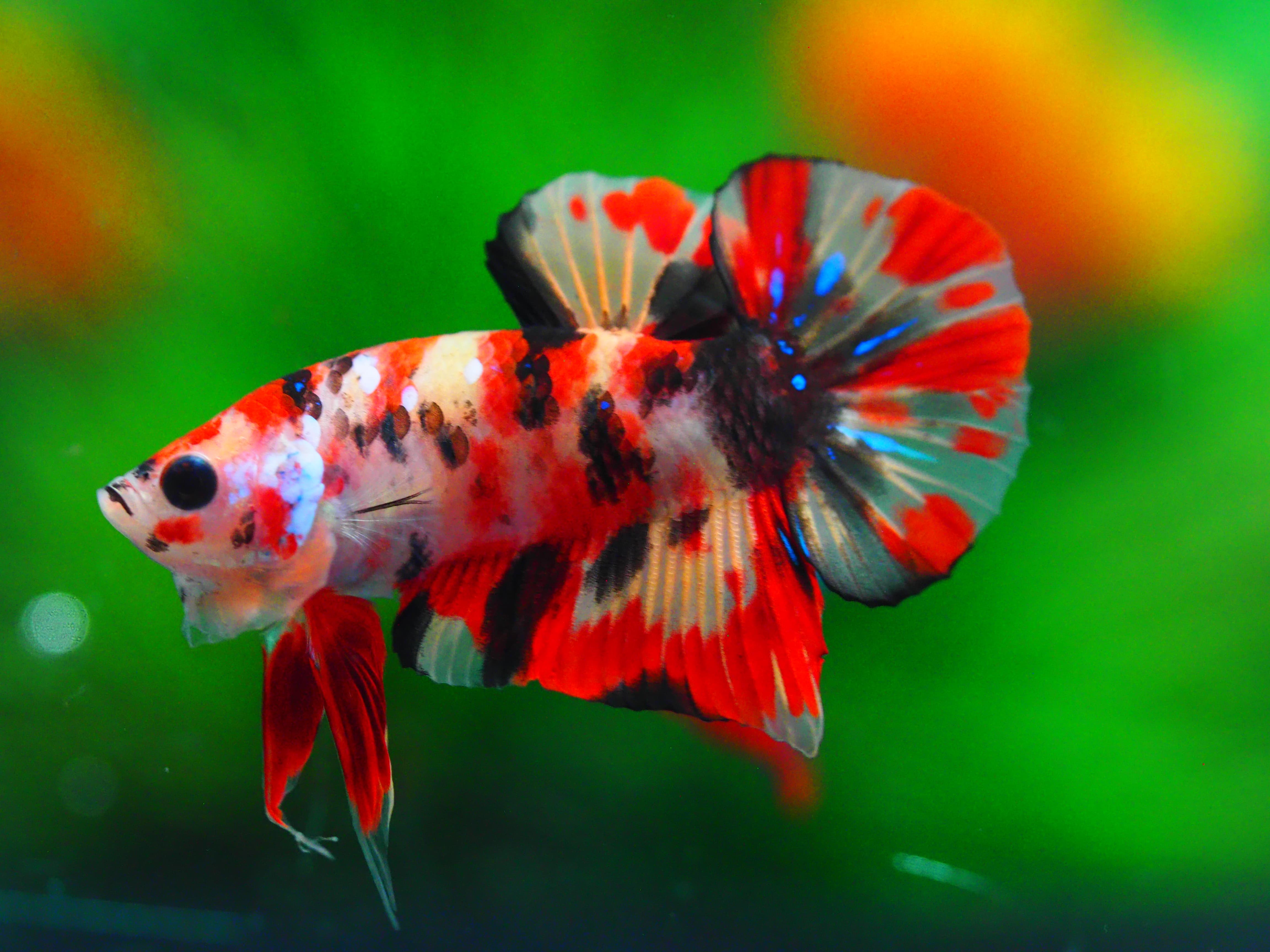HMPK NEMO MALE GRADE A++