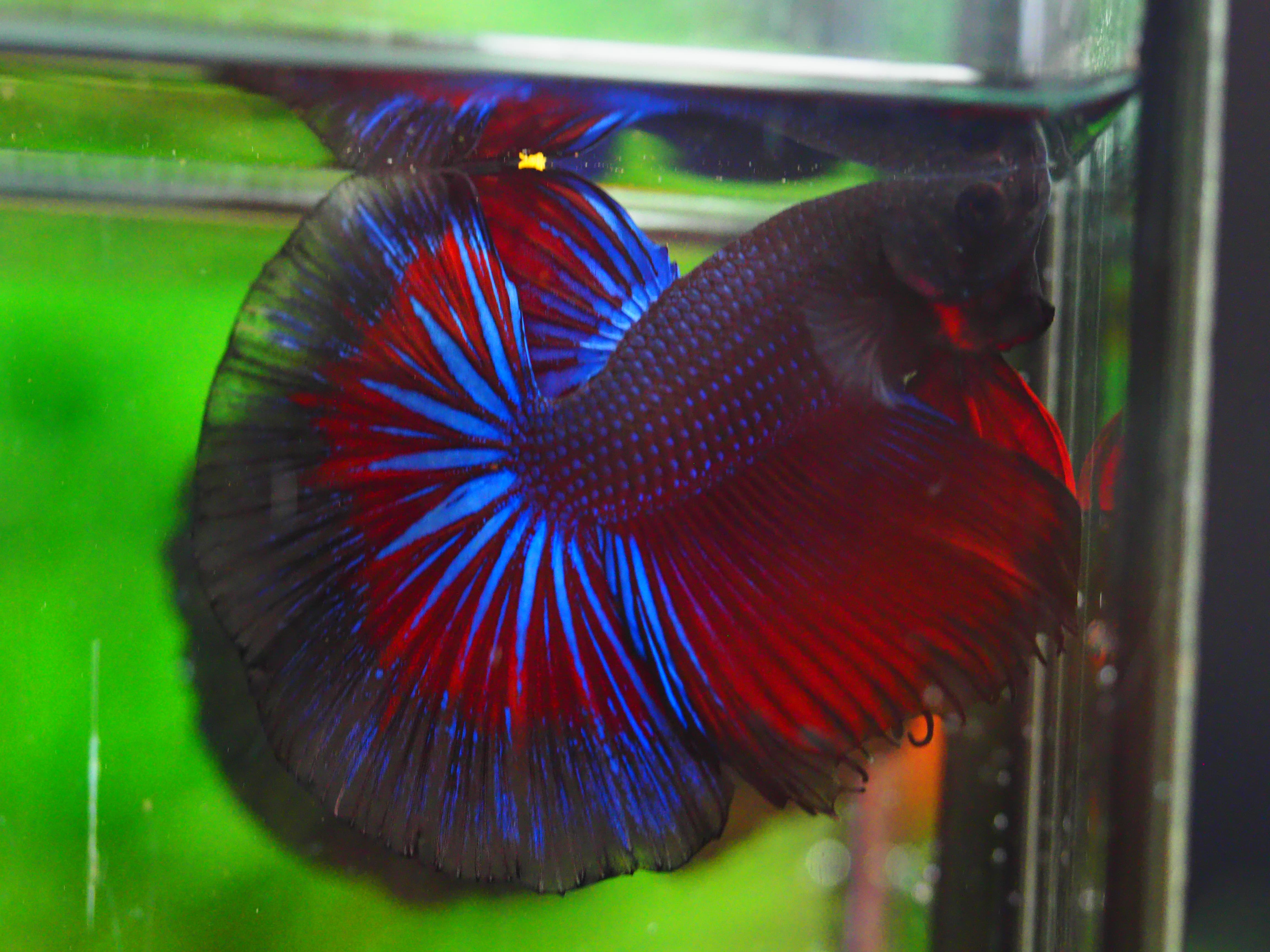 HM FANCY MALE GRADE A +++