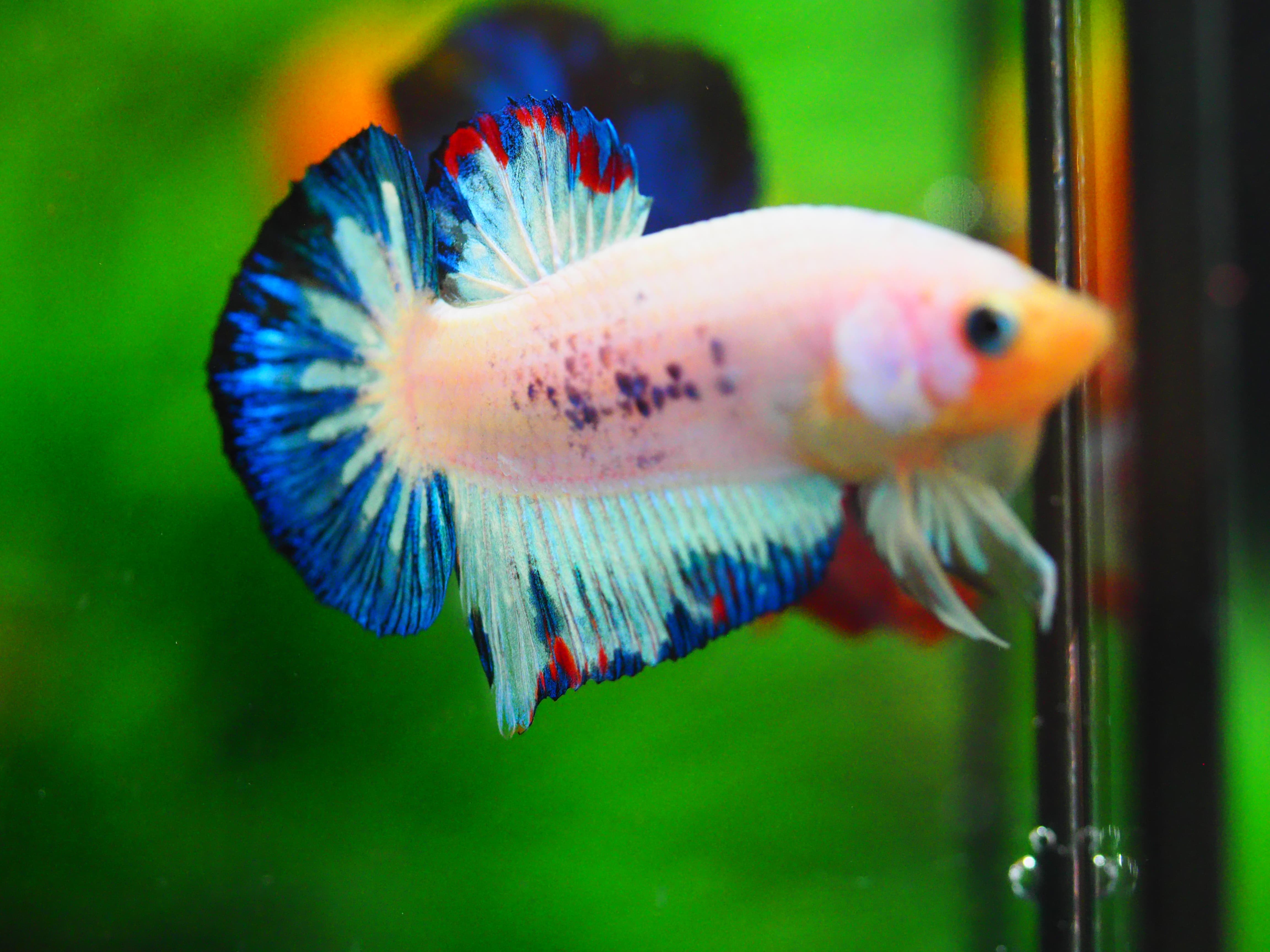 HMPK KOI FANCY MALE GRADE A+++ ปลาเด็ก