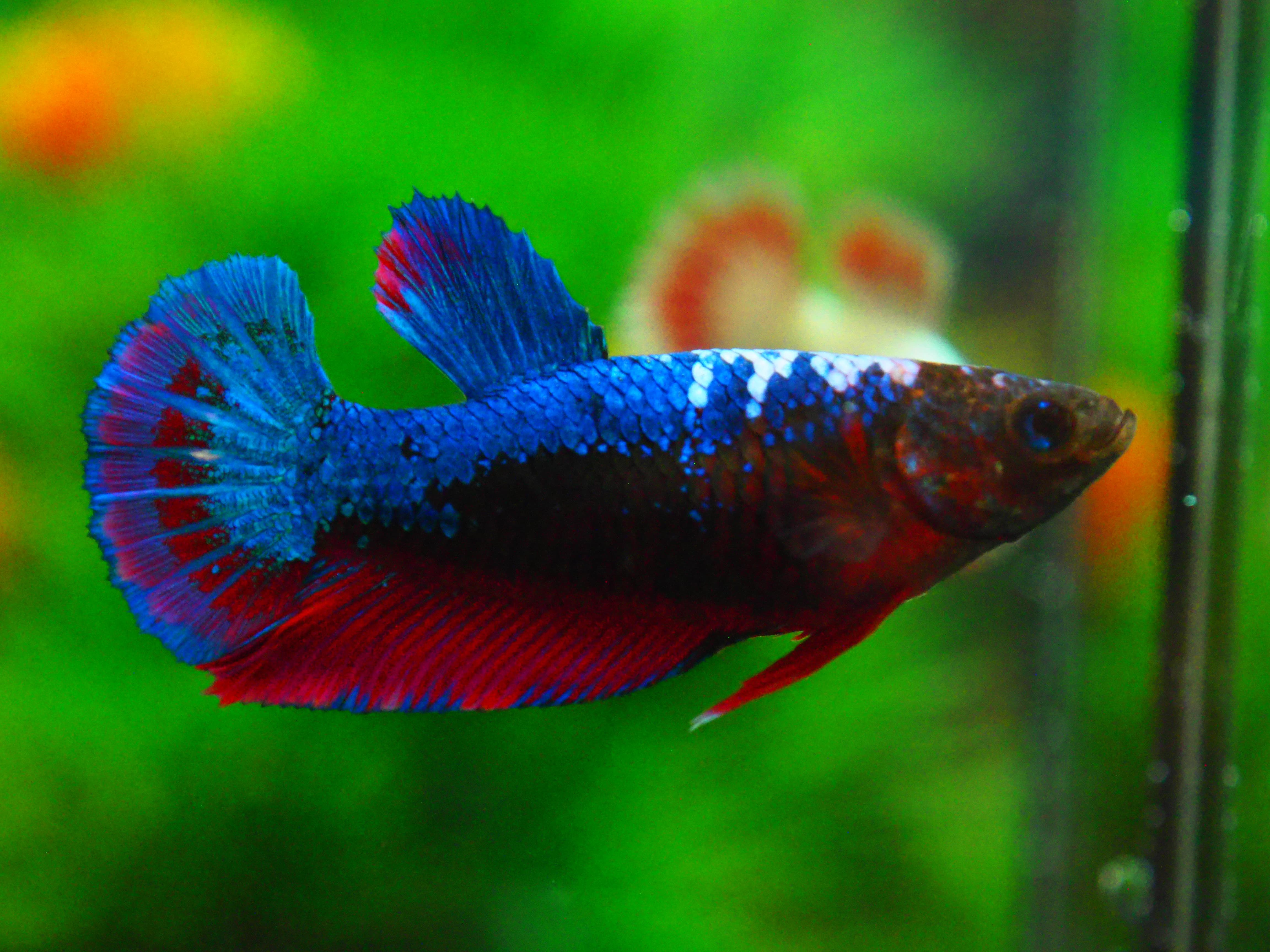 HMPK FANCY FN MALE GRADE A +++