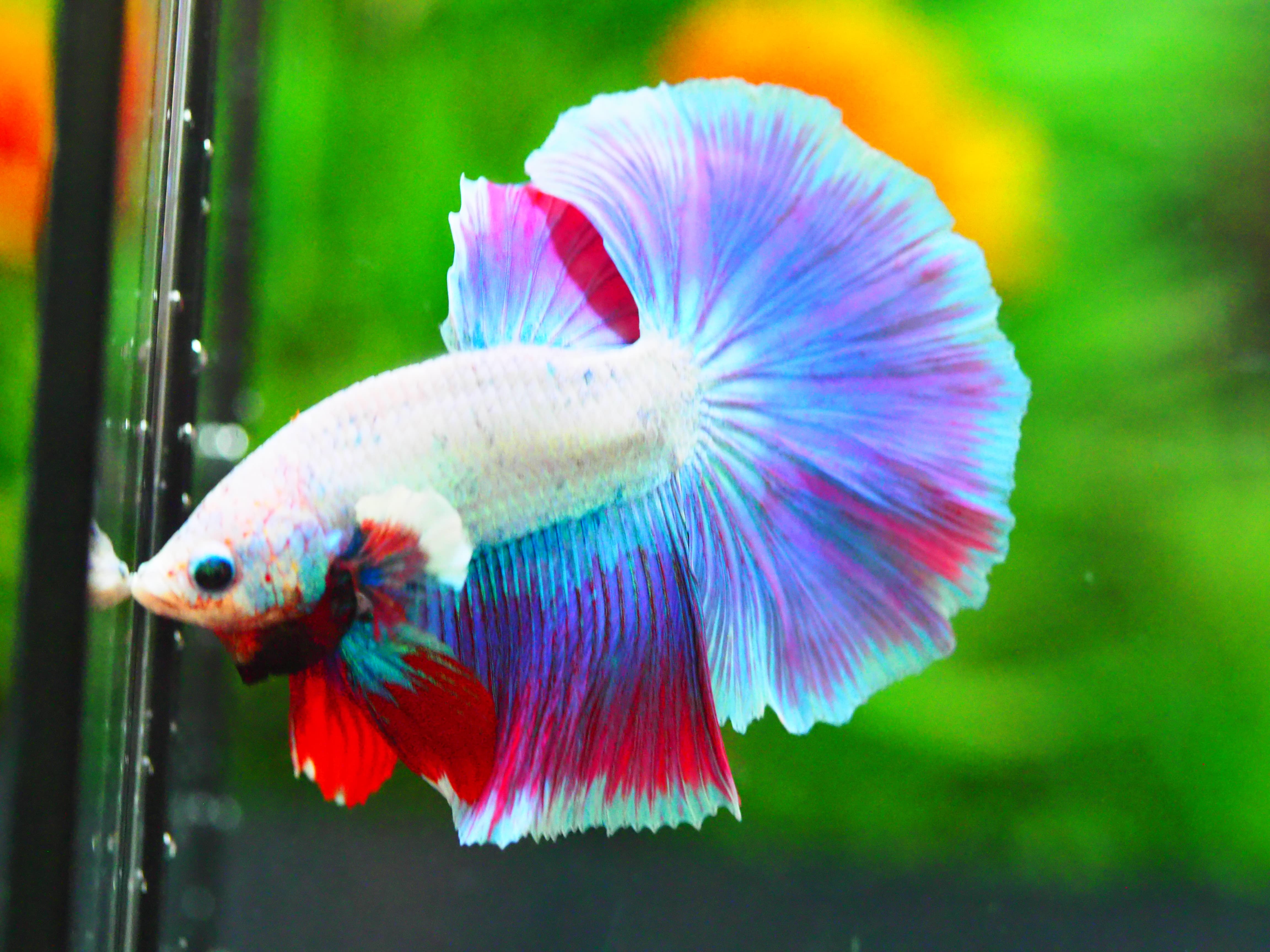 HM FANCY MALE GRADE A +++