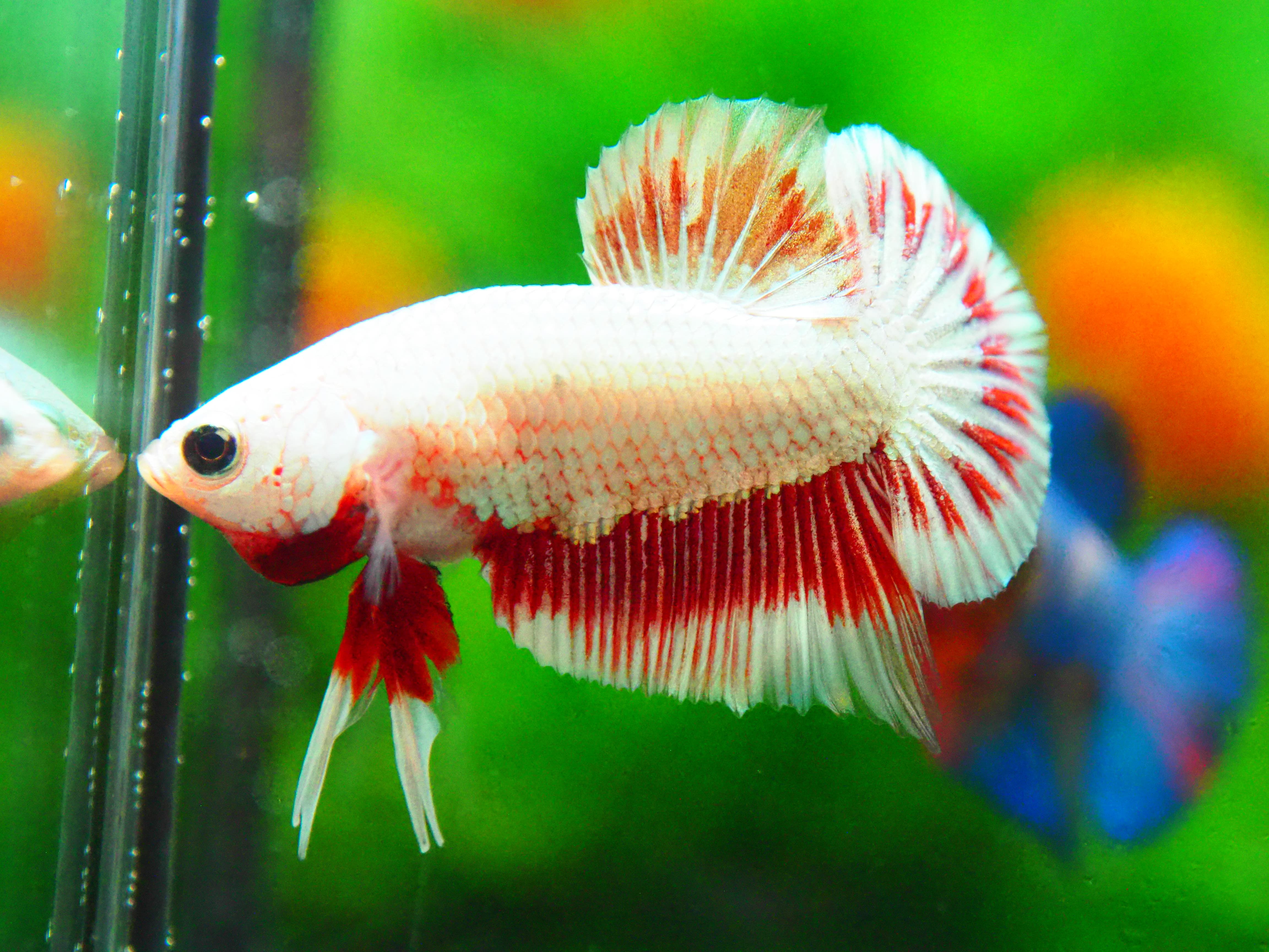 HMPK COPPER FANCY MALE GRADE A +++