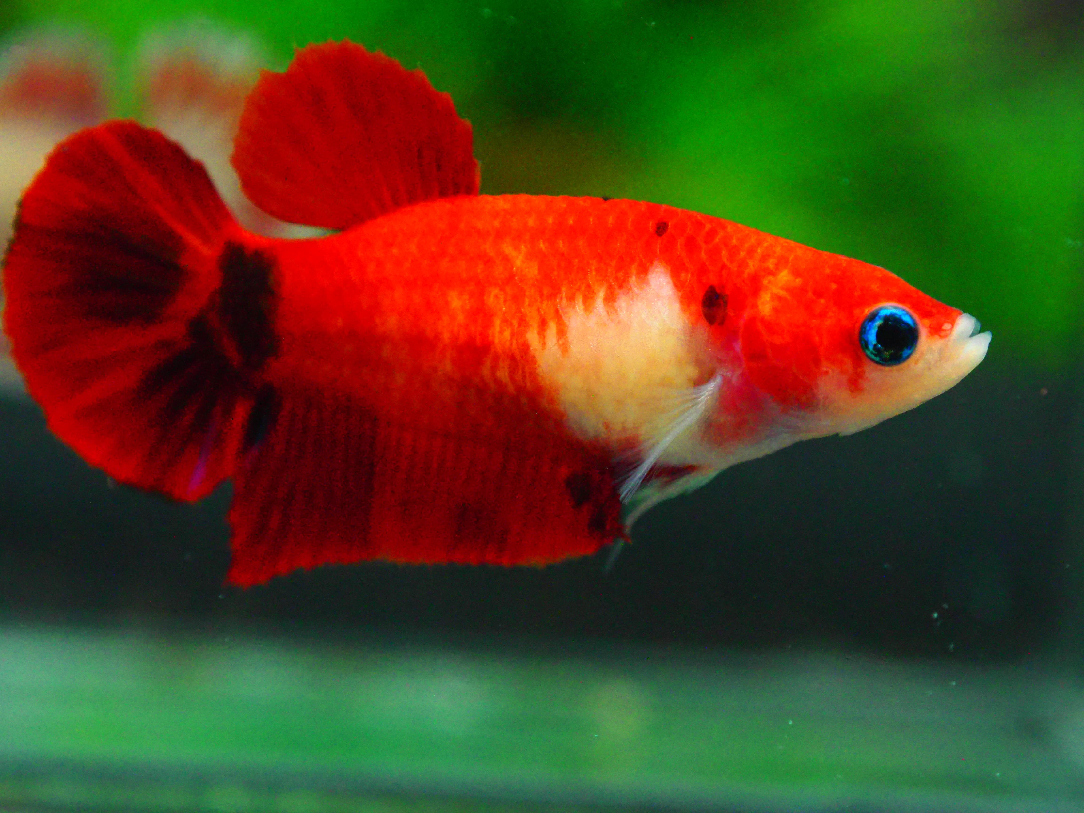 HMPK KOI FN MALE GRADE A +++