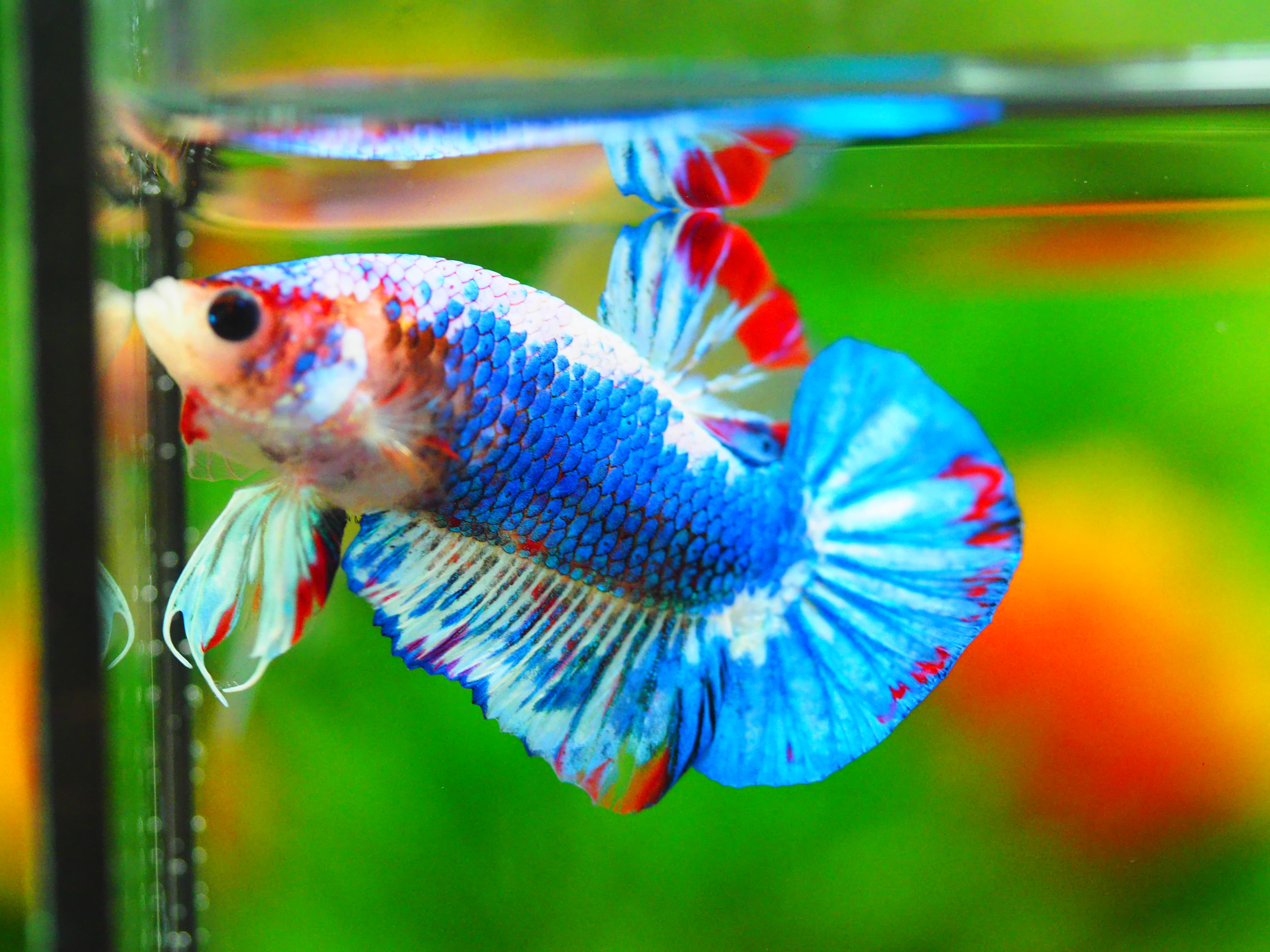 HMPK FANCY MALE GRADE A++