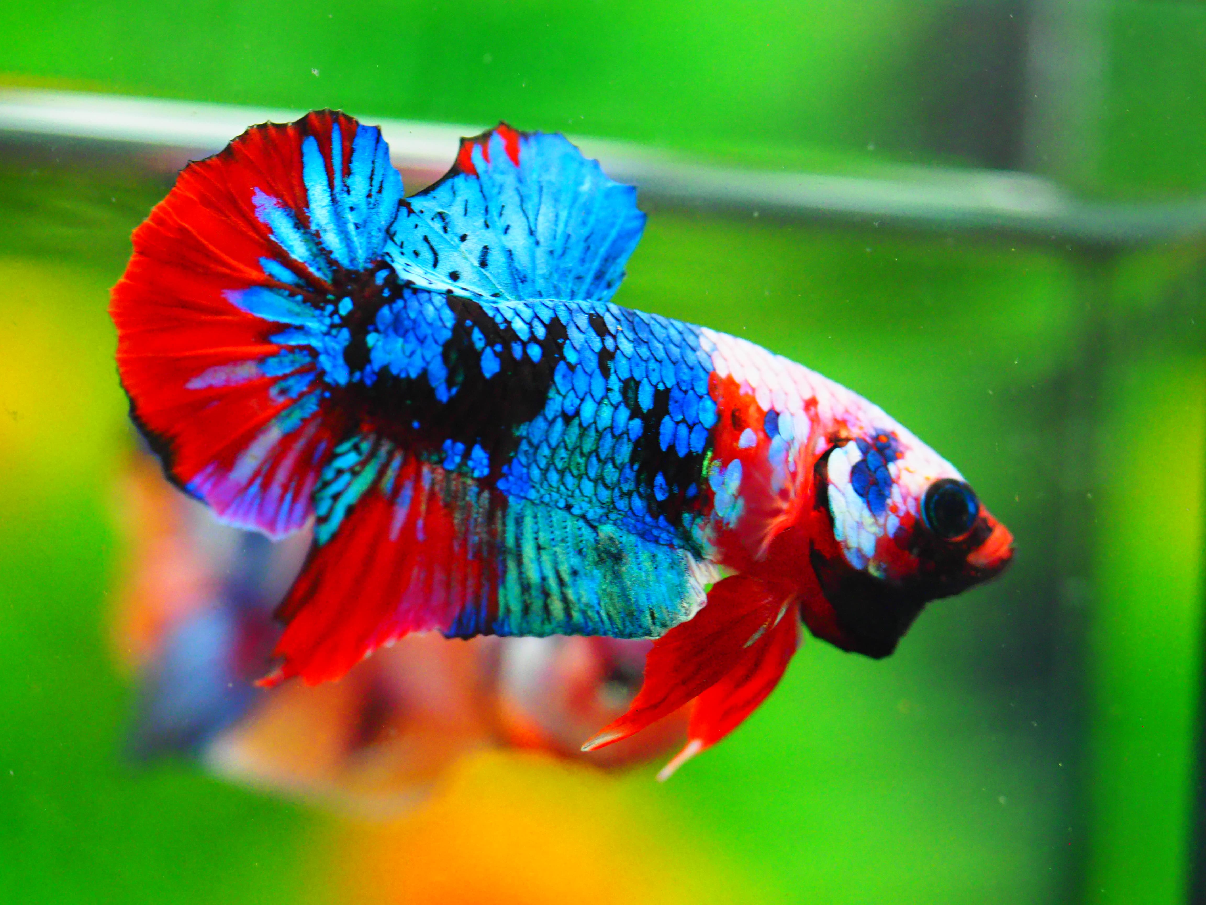 HMPK KOI GALAXY MALE GRADE A +++