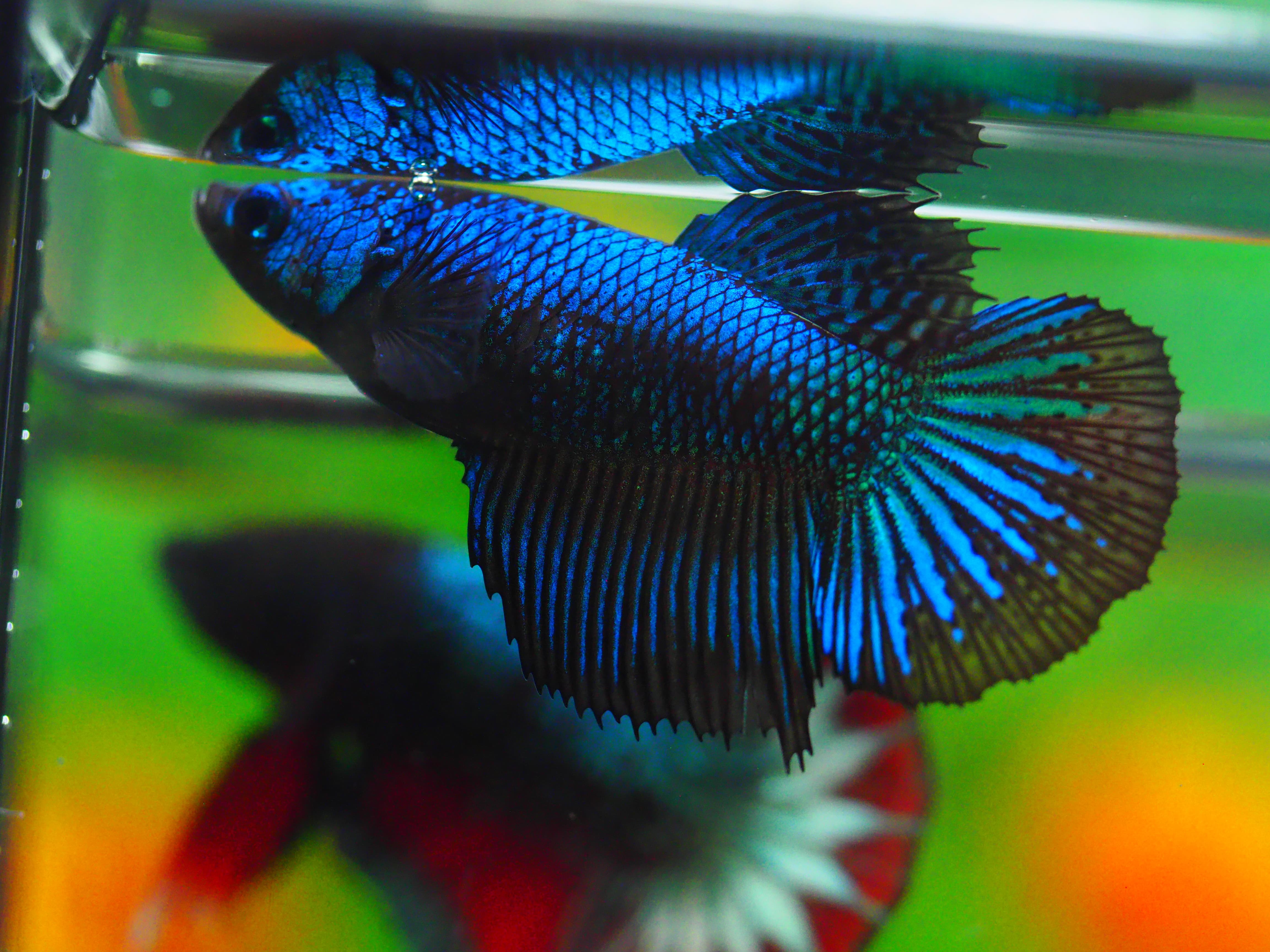 HM FANCY FN MALE GRADE A +++