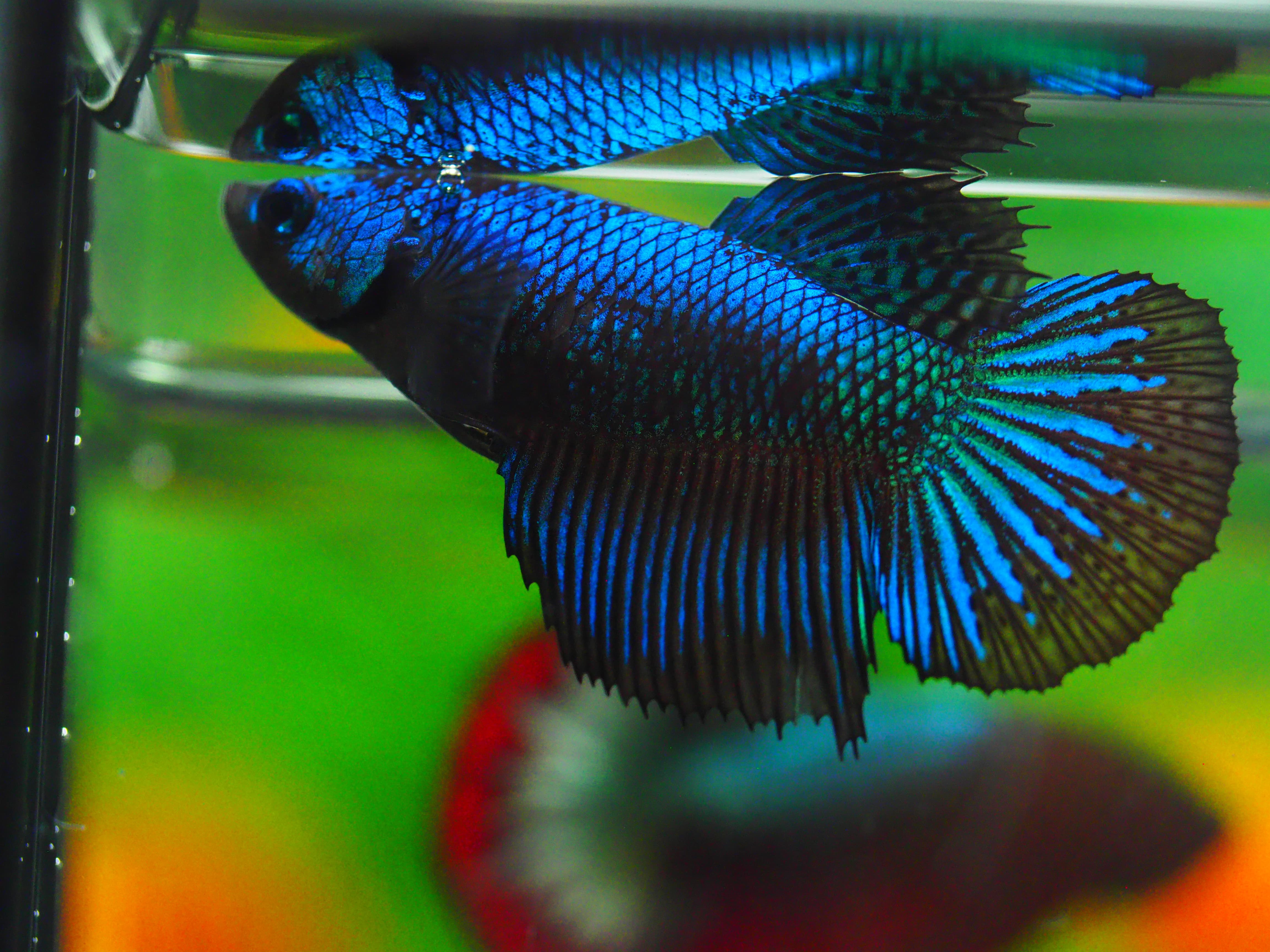 HM FANCY FN MALE GRADE A +++