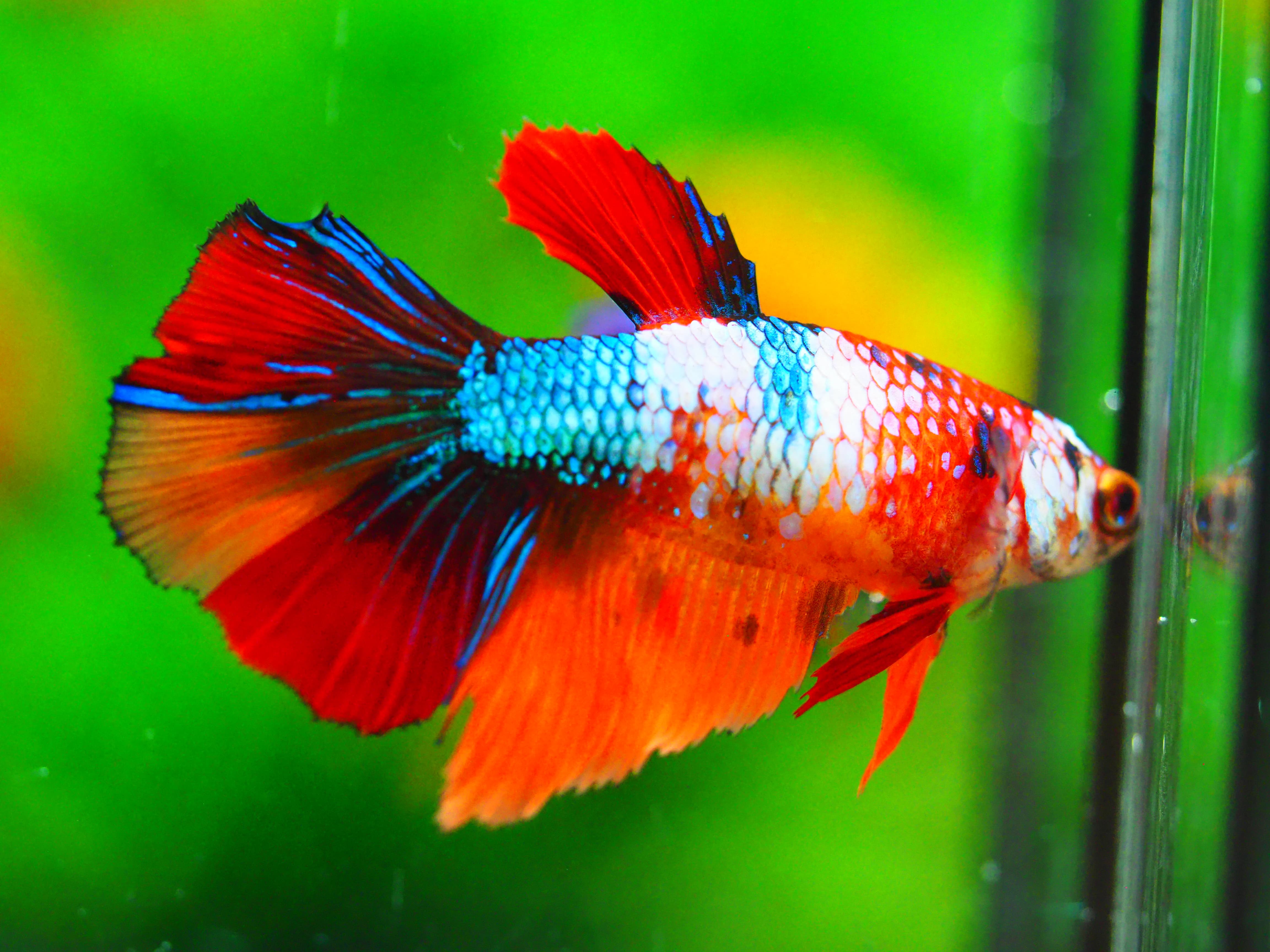 HM NEMO GALAXY FNMALE GRADE A +++