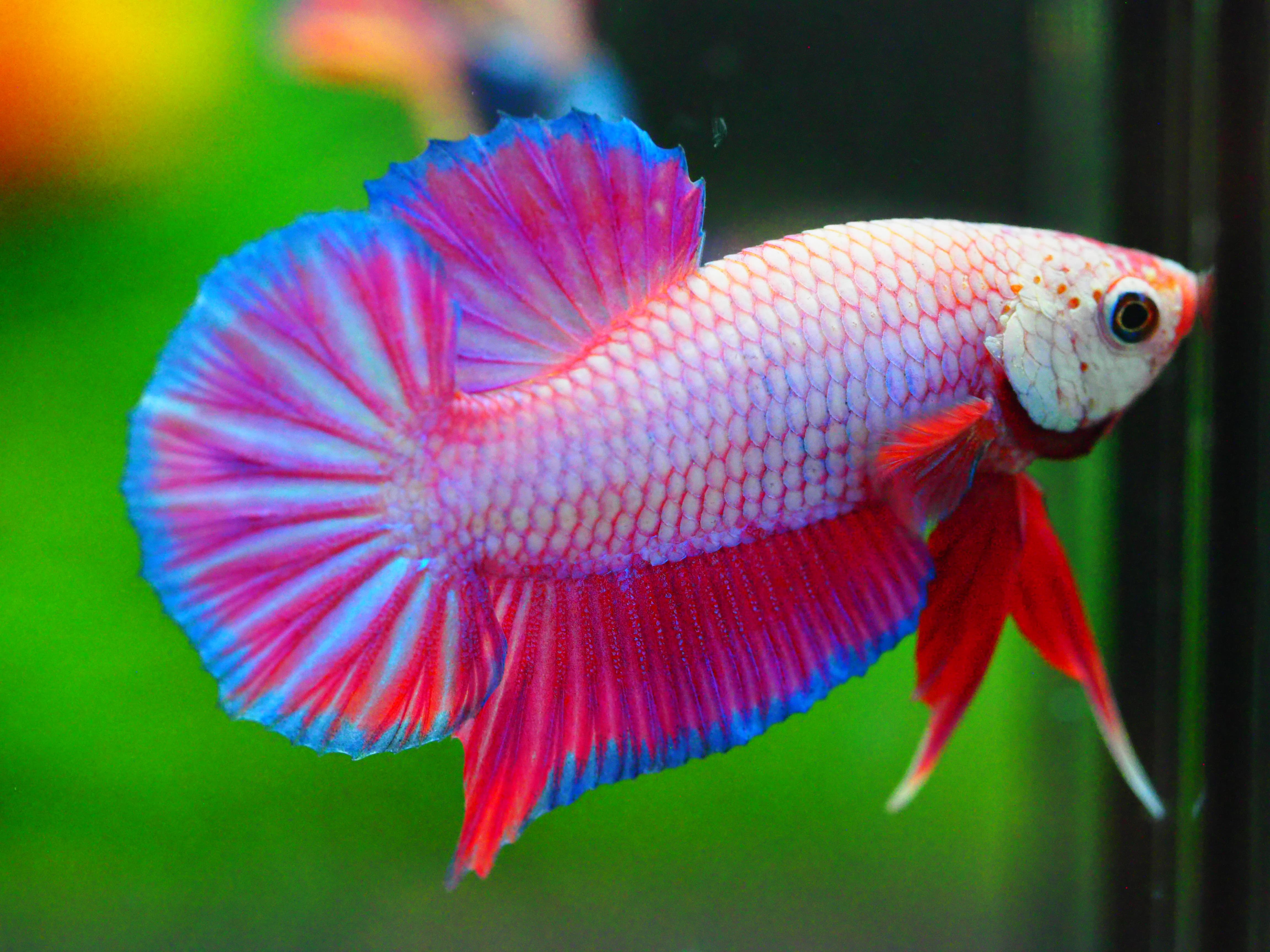 HMPK FANCY MALE GRADE A +++