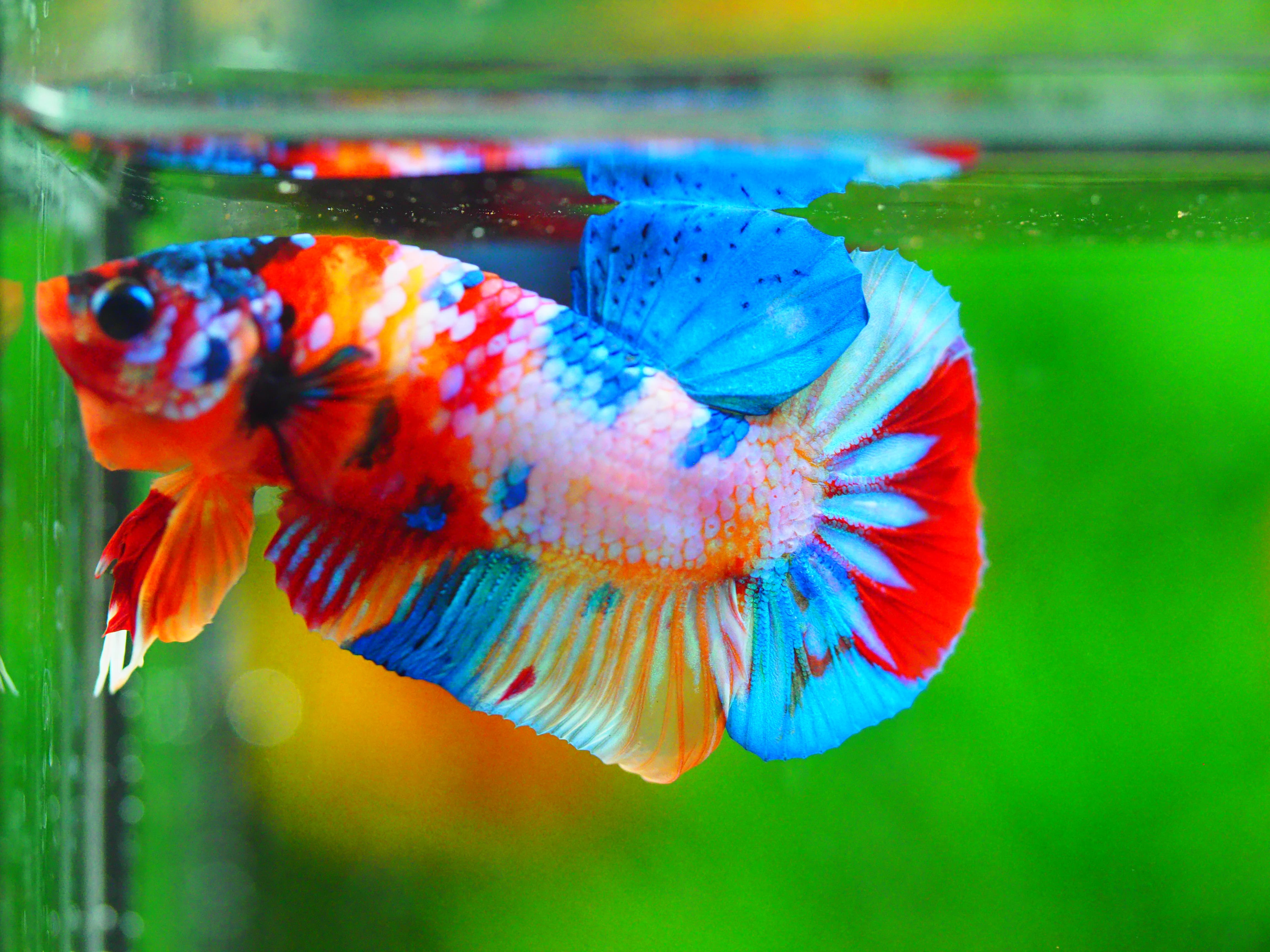 HMPK CANDY MALE GRADE A +++