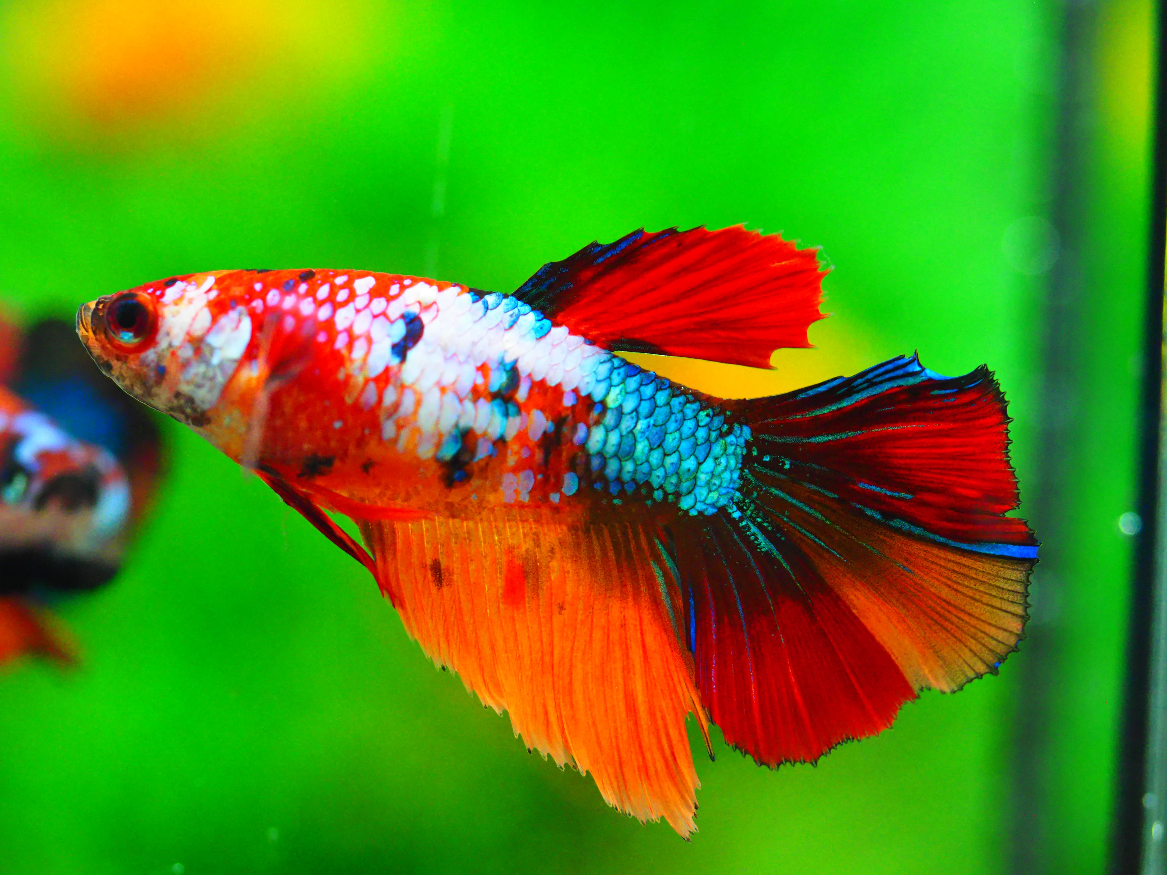 HM NEMO GALAXY FNMALE GRADE A +++