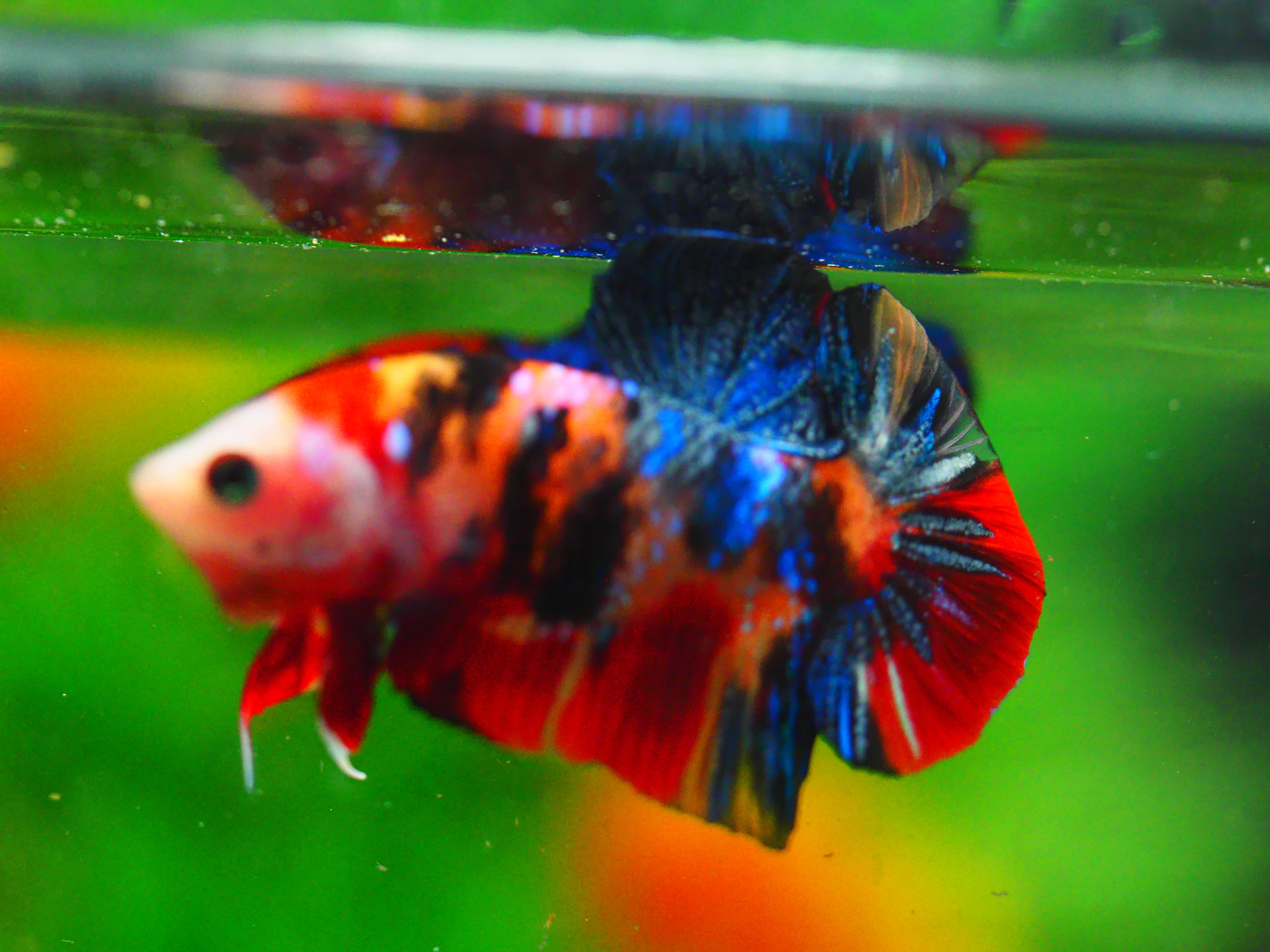 HMPK NEMO GALAXY MALE GRADE A +++