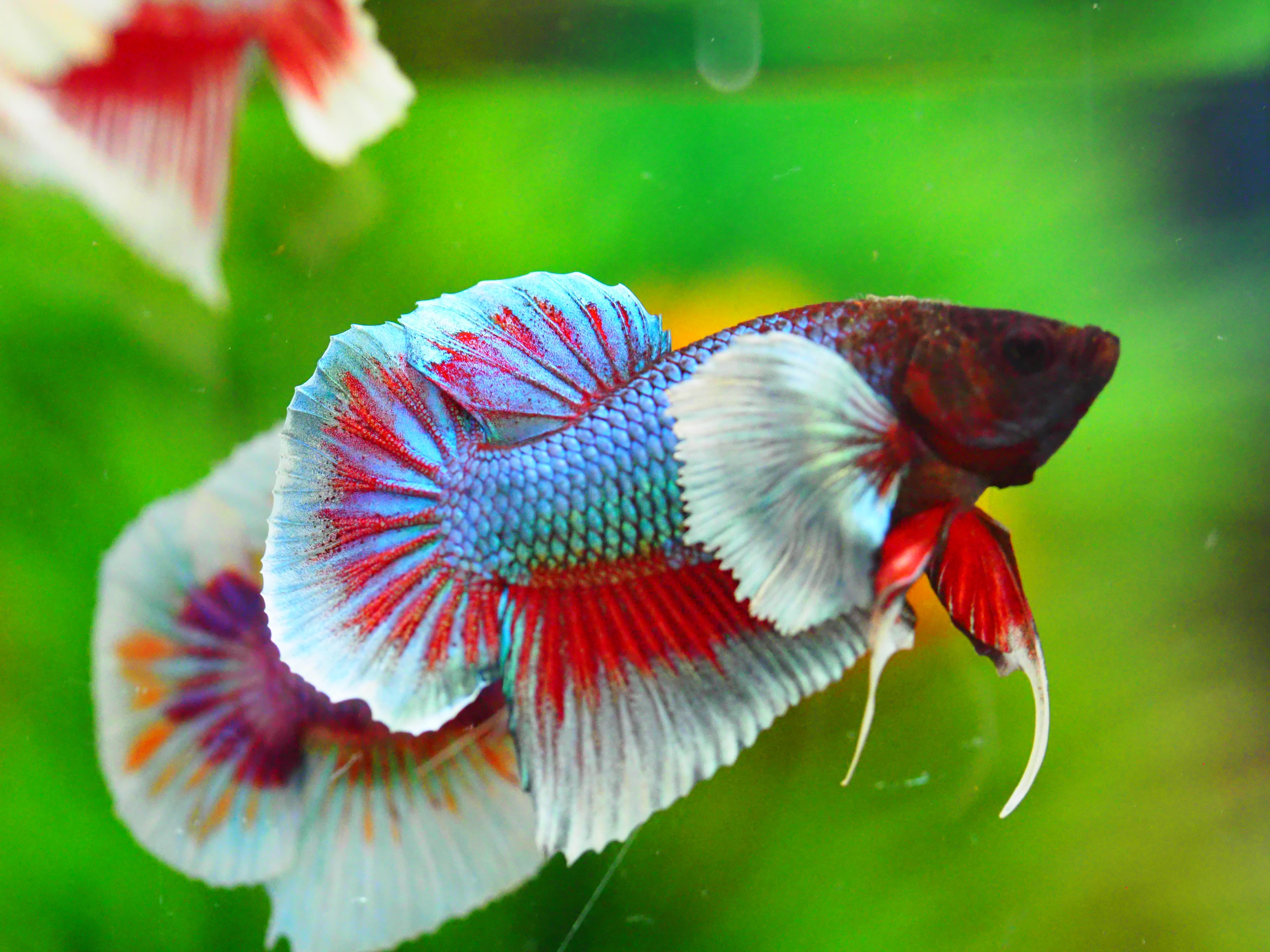 HMPK DUMBO MALE GRADE A +++