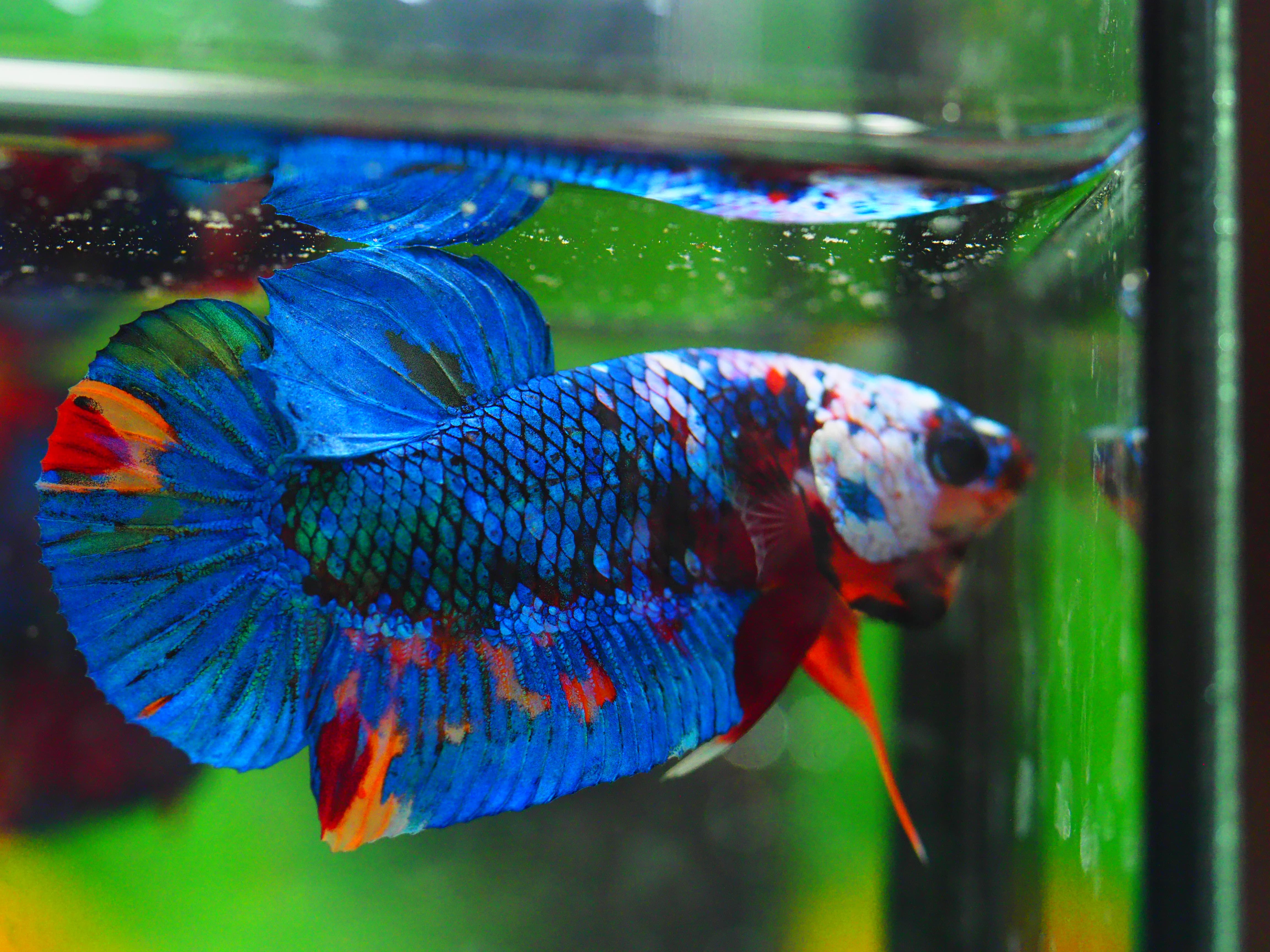 HMPK KOI GALAXY MALE GRADE A +++