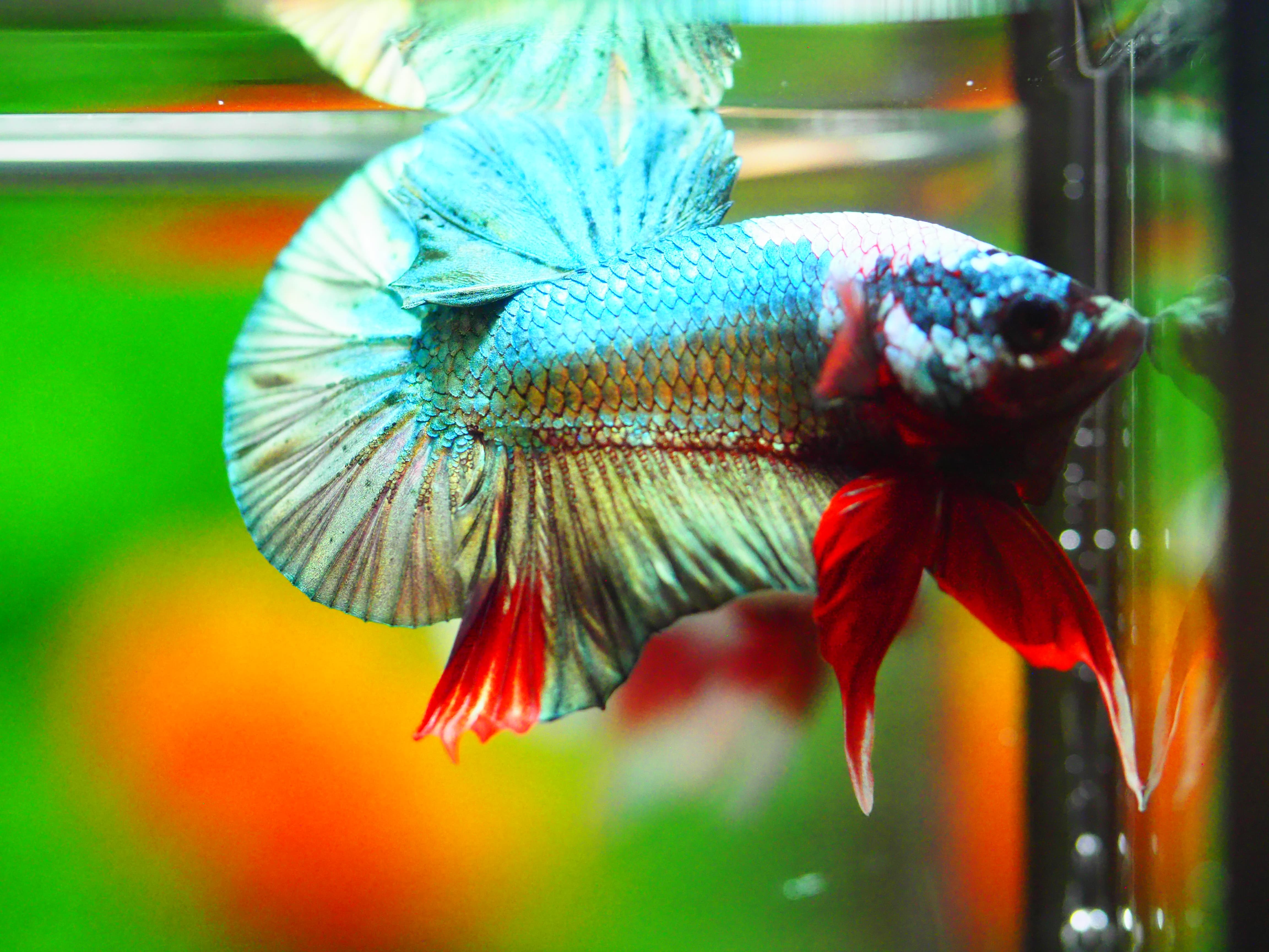 HMPK COPPER FANCY MALE GRADE A +++