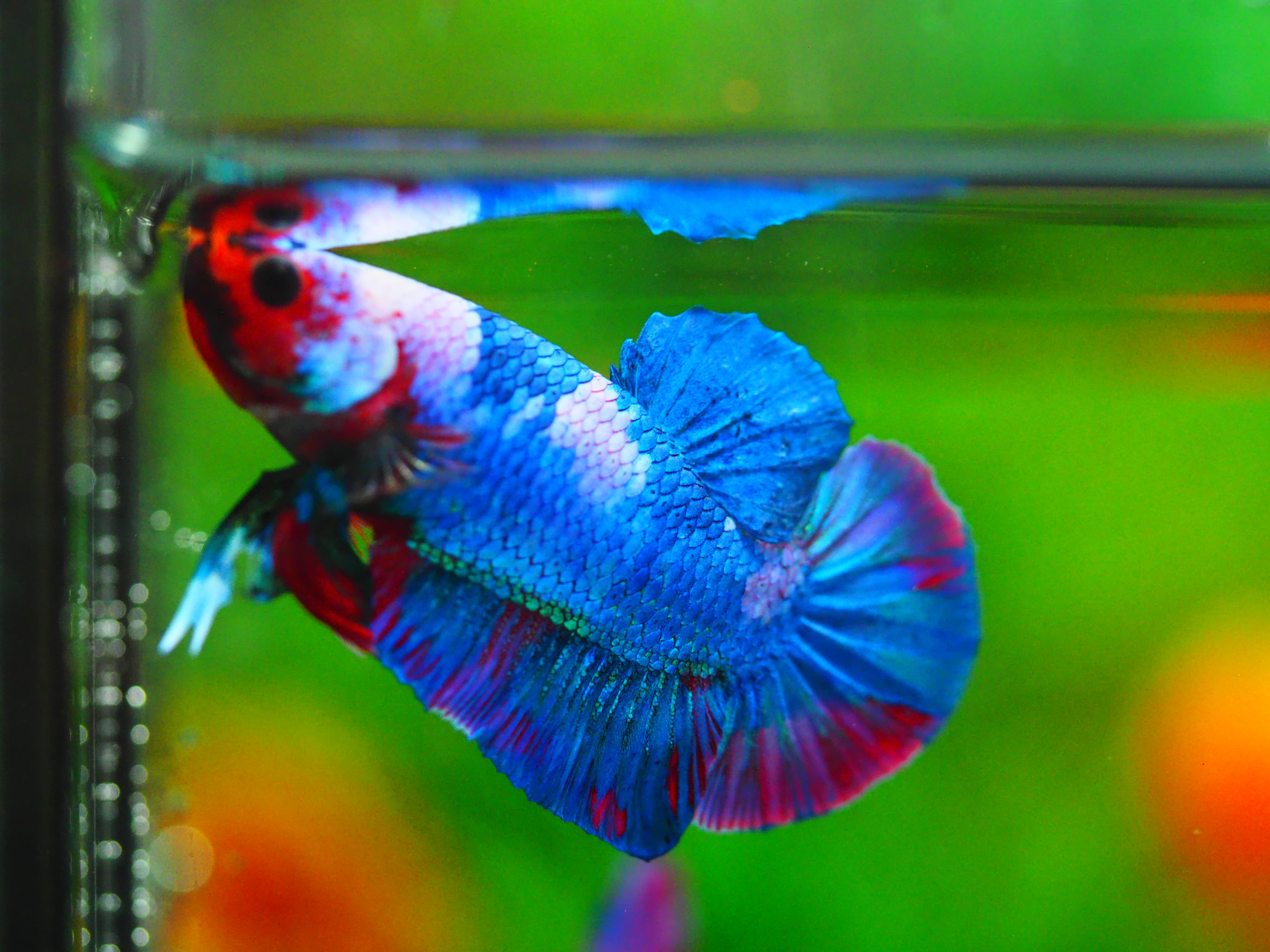 HMPK KOI GALAXY MALE GRADE A++