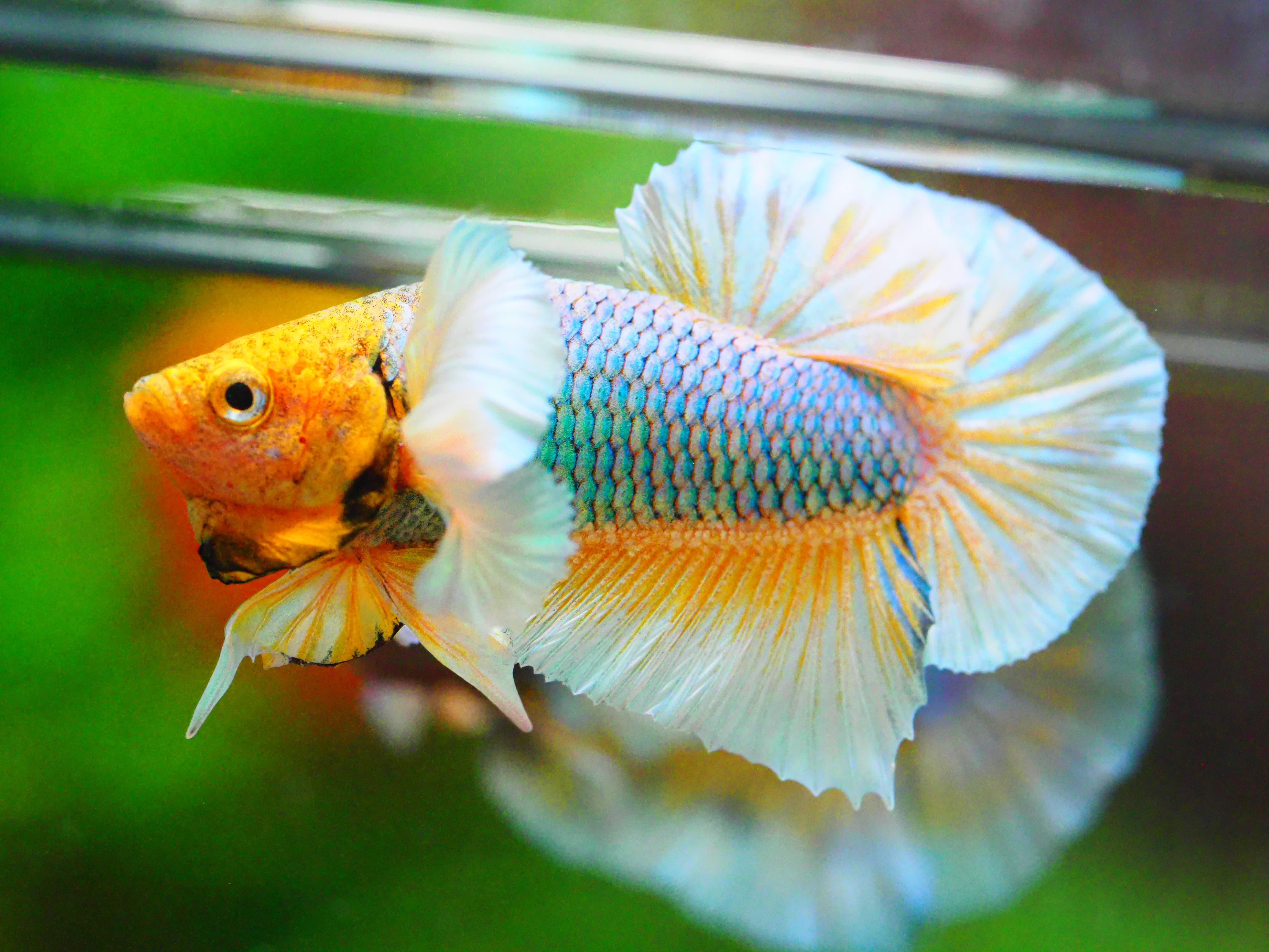 HMPK DUMBO MALE GRADE A +++