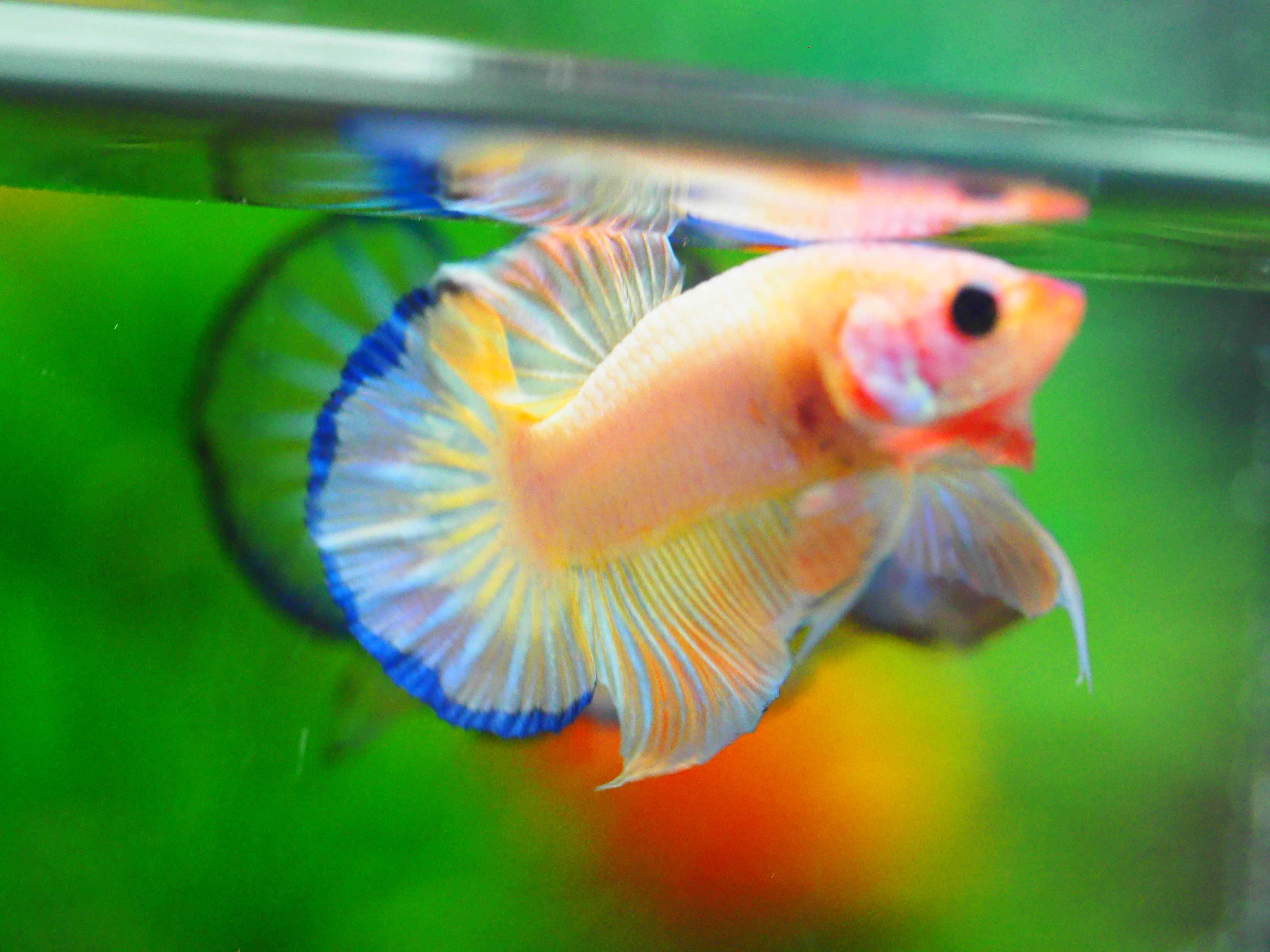 HMPK FANCY MALE GRADE A +++