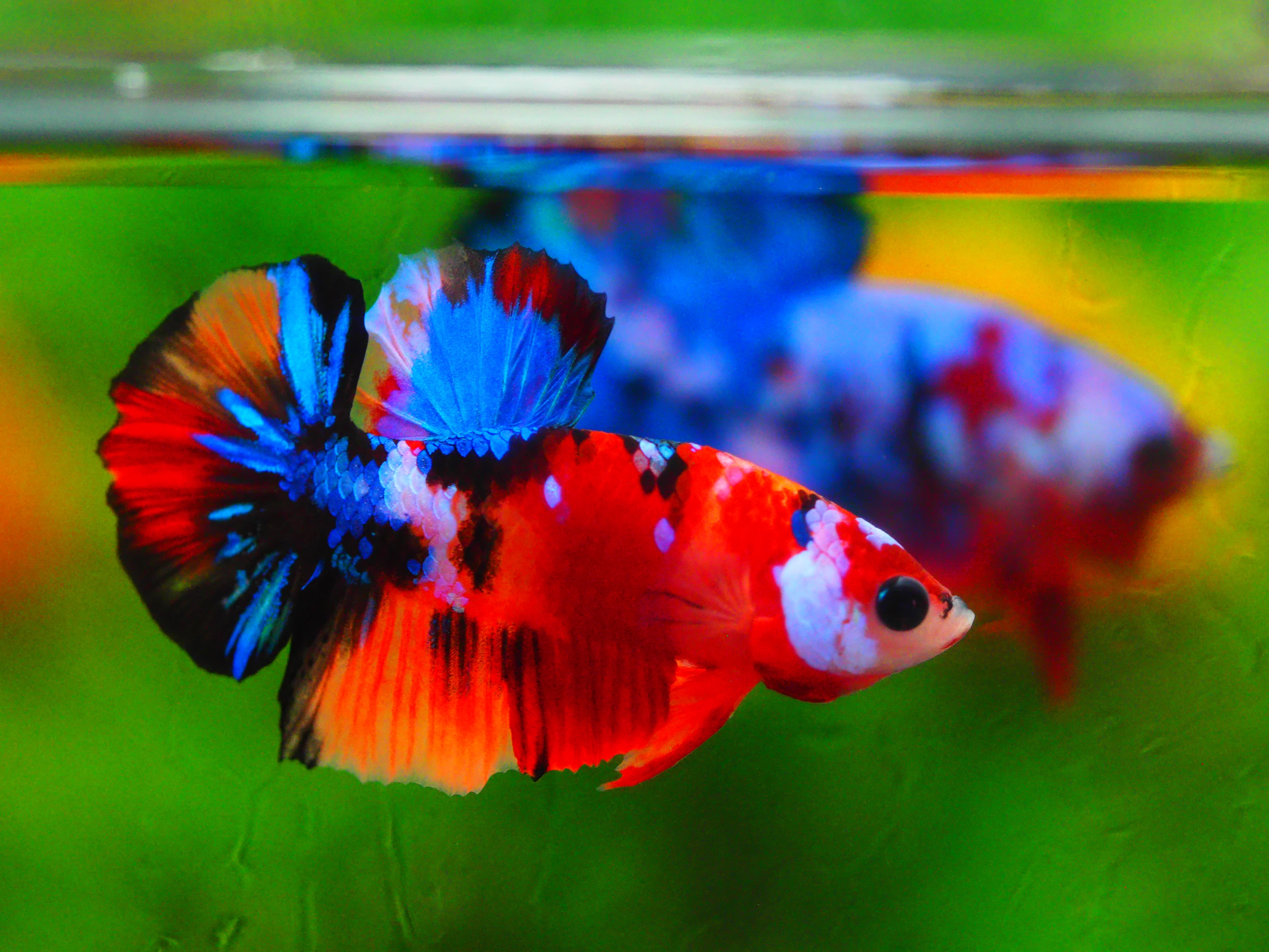 HMPK KOI GALAXY MALE GRADE A +++