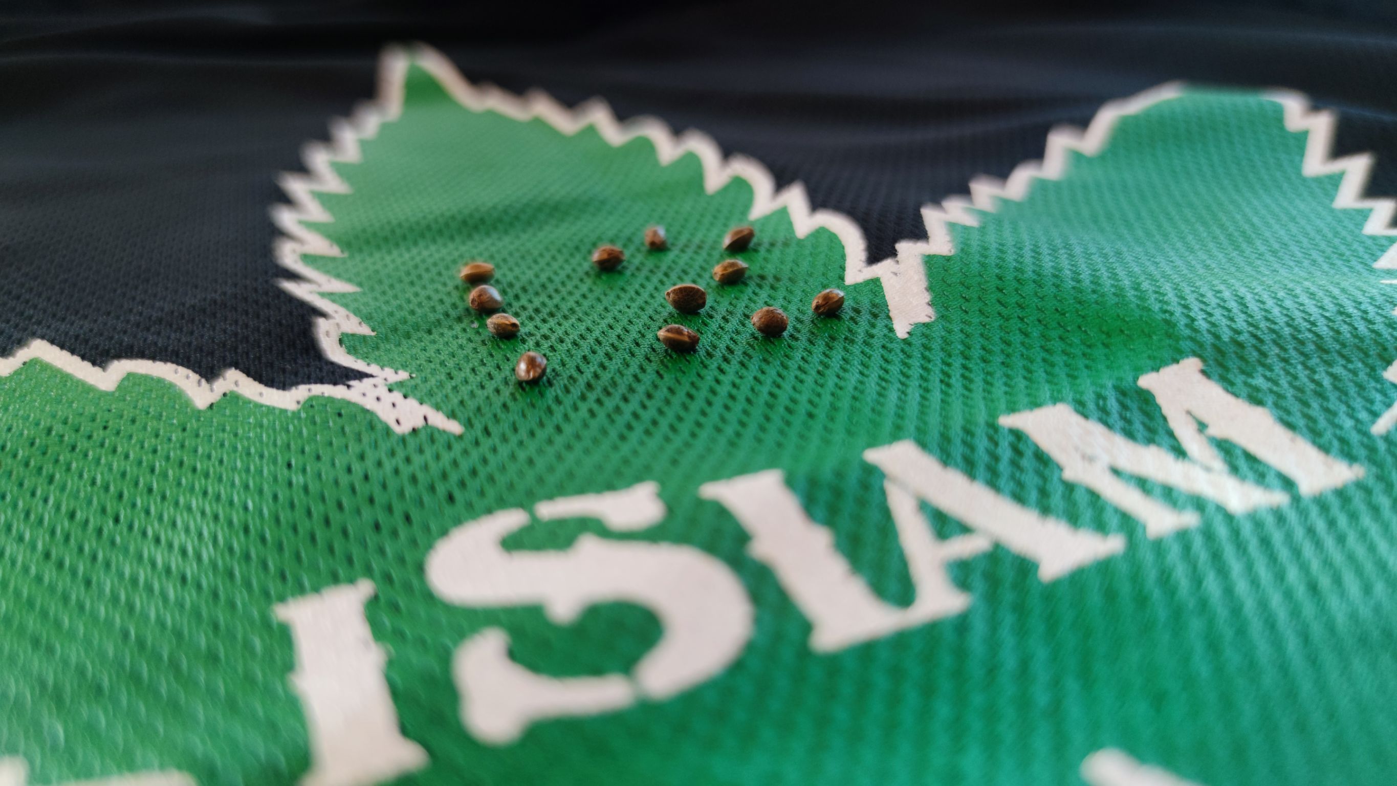 เมล็ดกัญชา หางกระรอกภูพาน พันธุ์แท้ ออแกนิค ไอสยาม !โปรดระวังของปลอม!